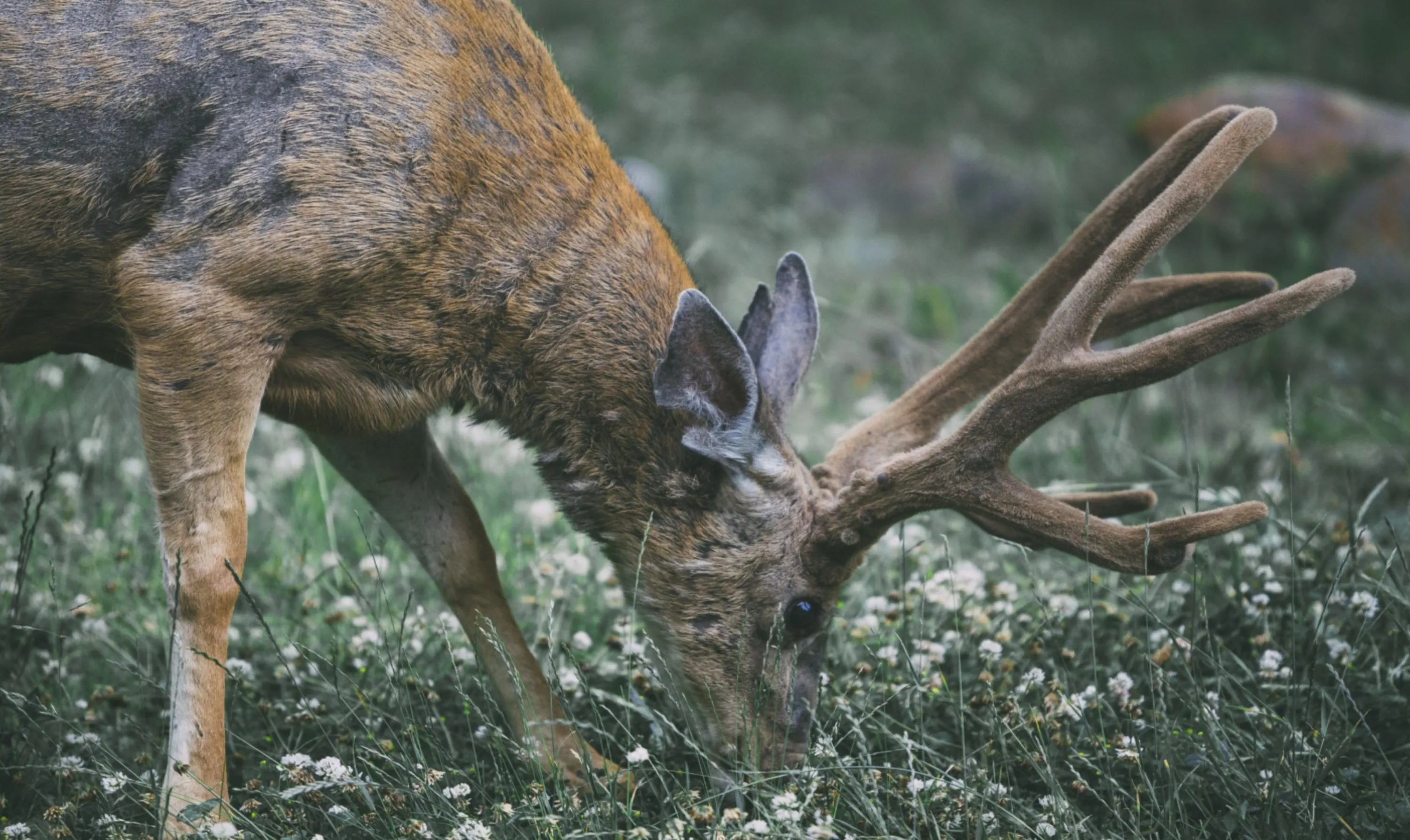 Grazing Deer