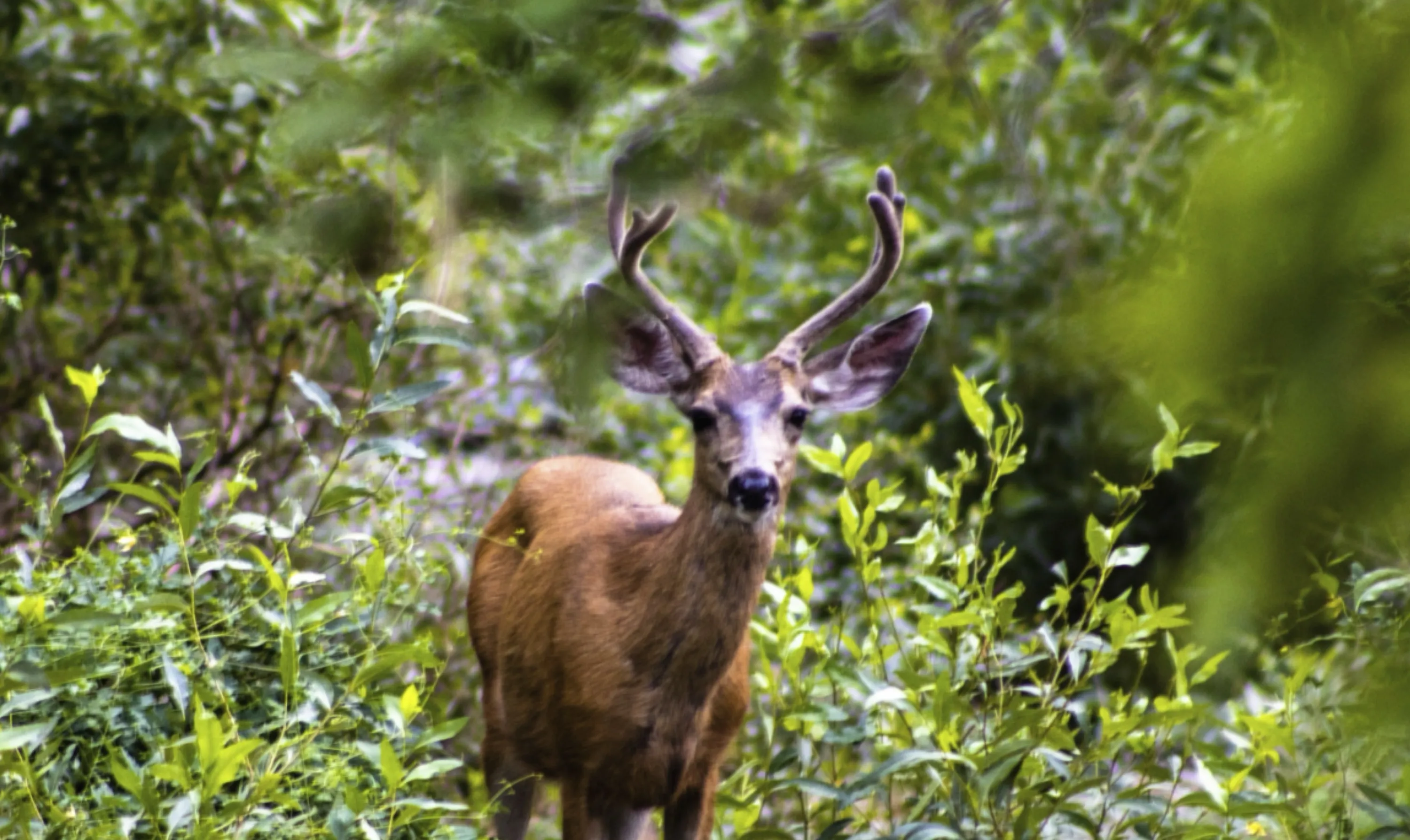 Deer in Forest