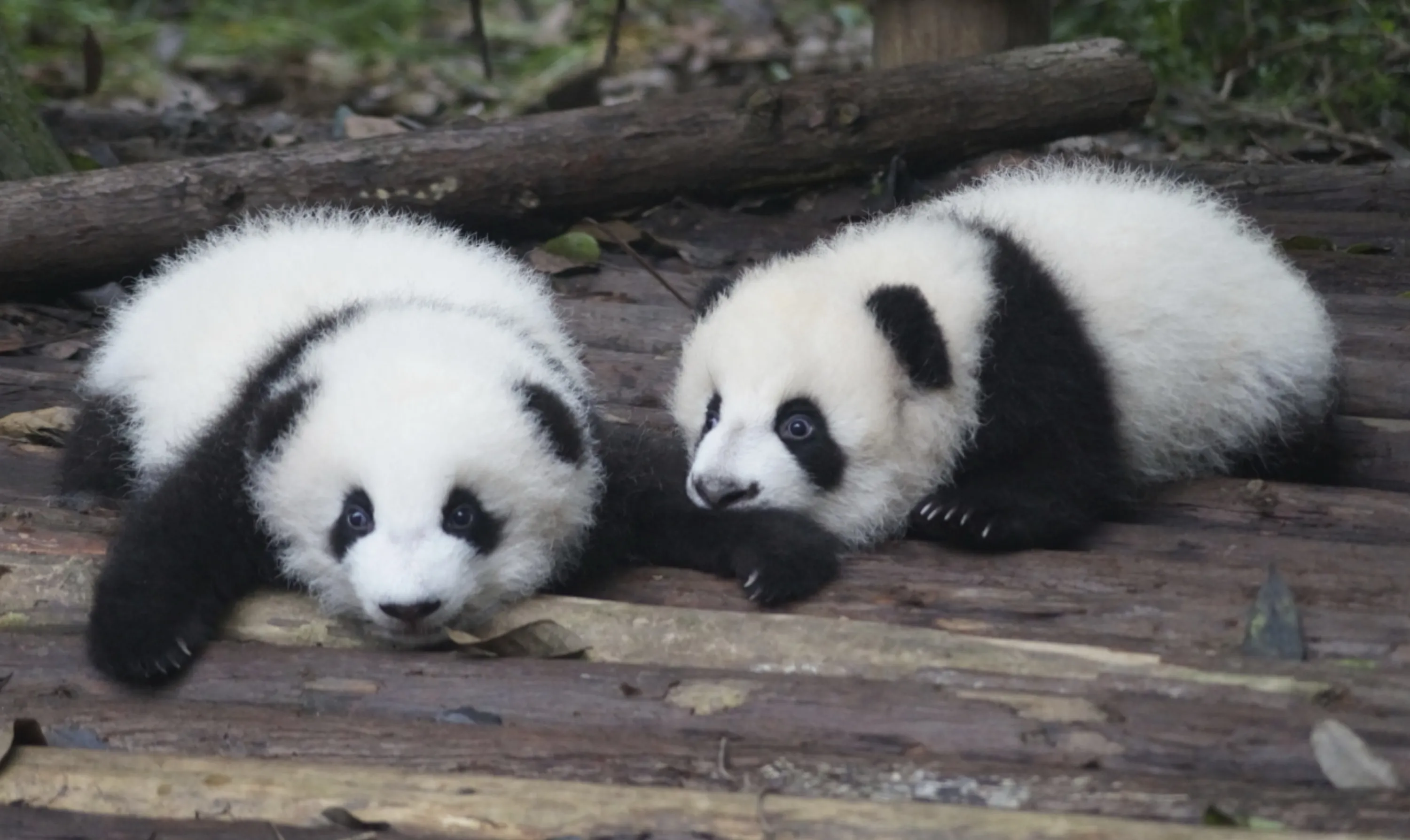 Twin Pandas