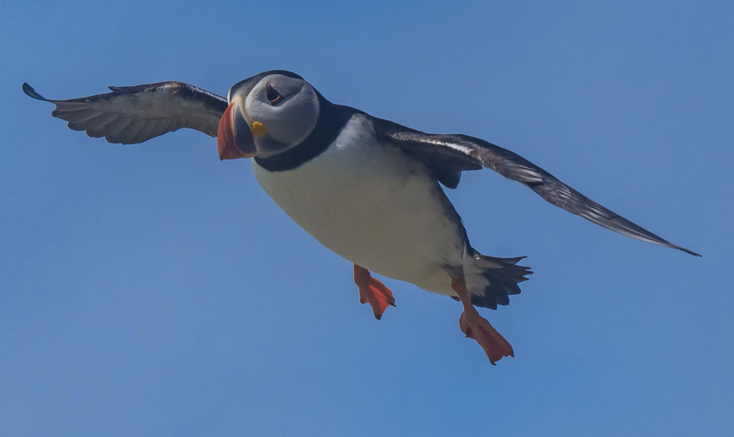 Puffin in Flight