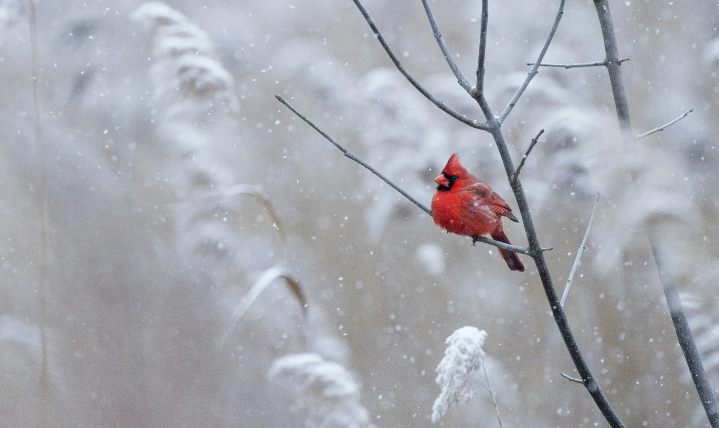 Cardinal in Snow