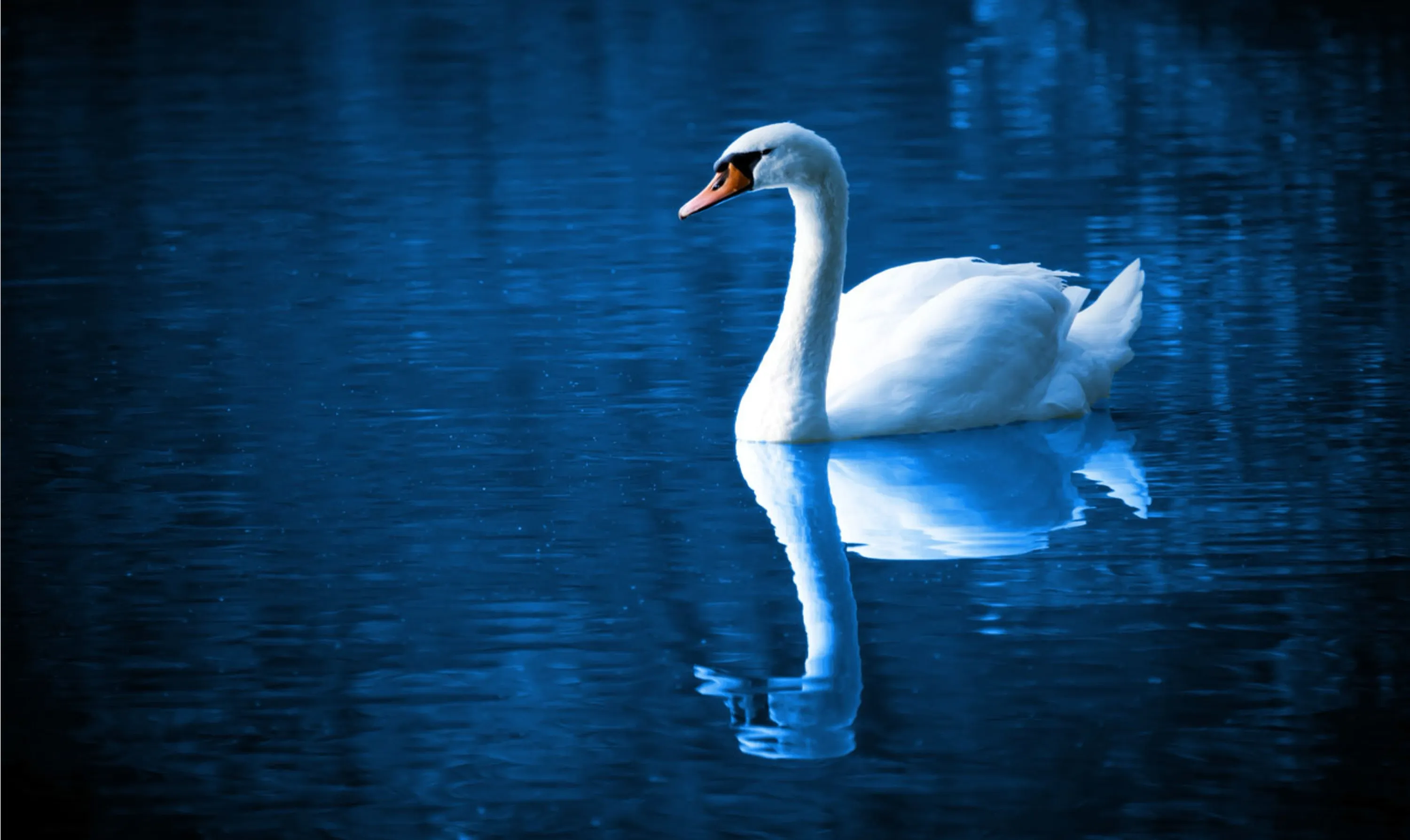 Swan and Reflection