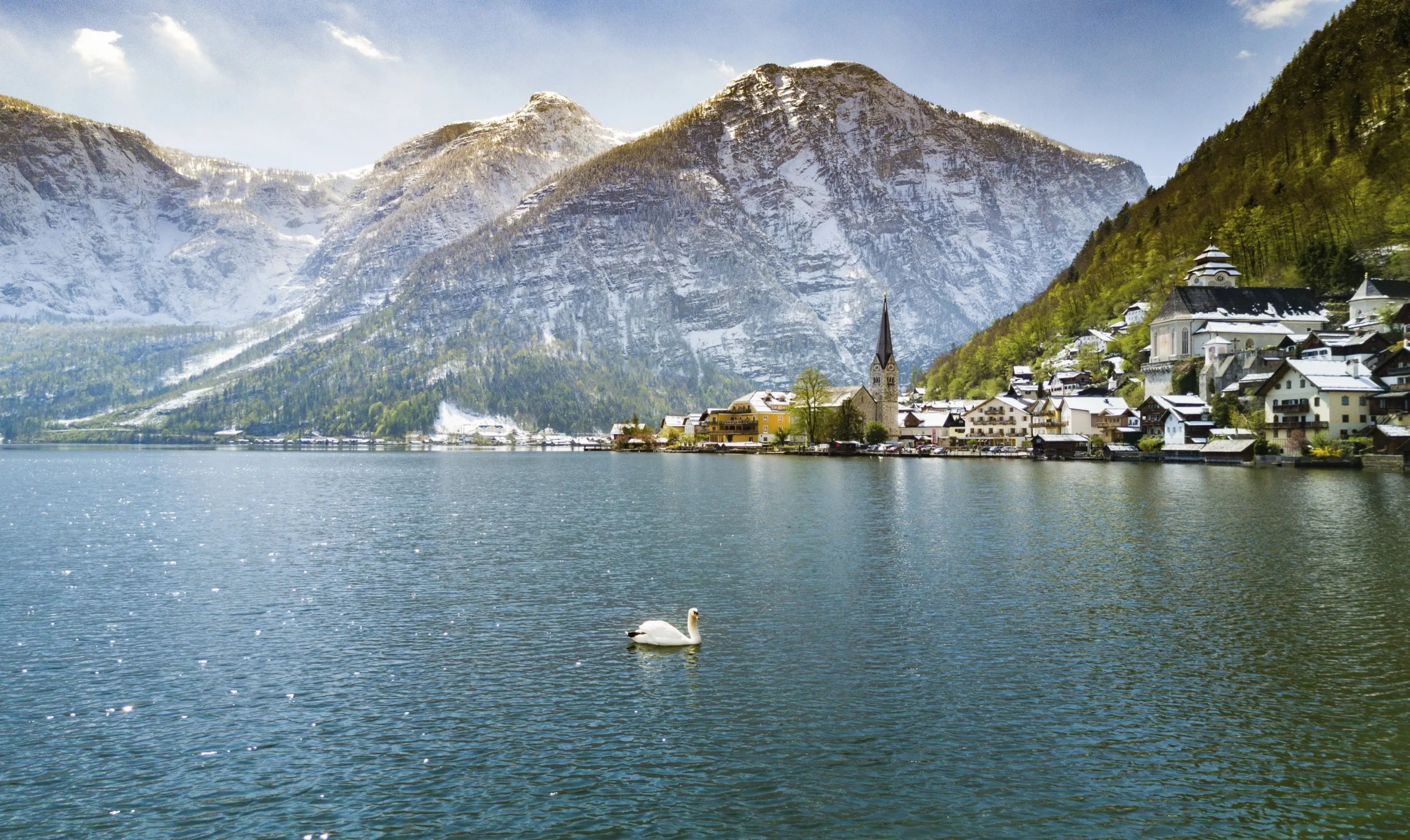 Swan on Lake in Austrian Alps