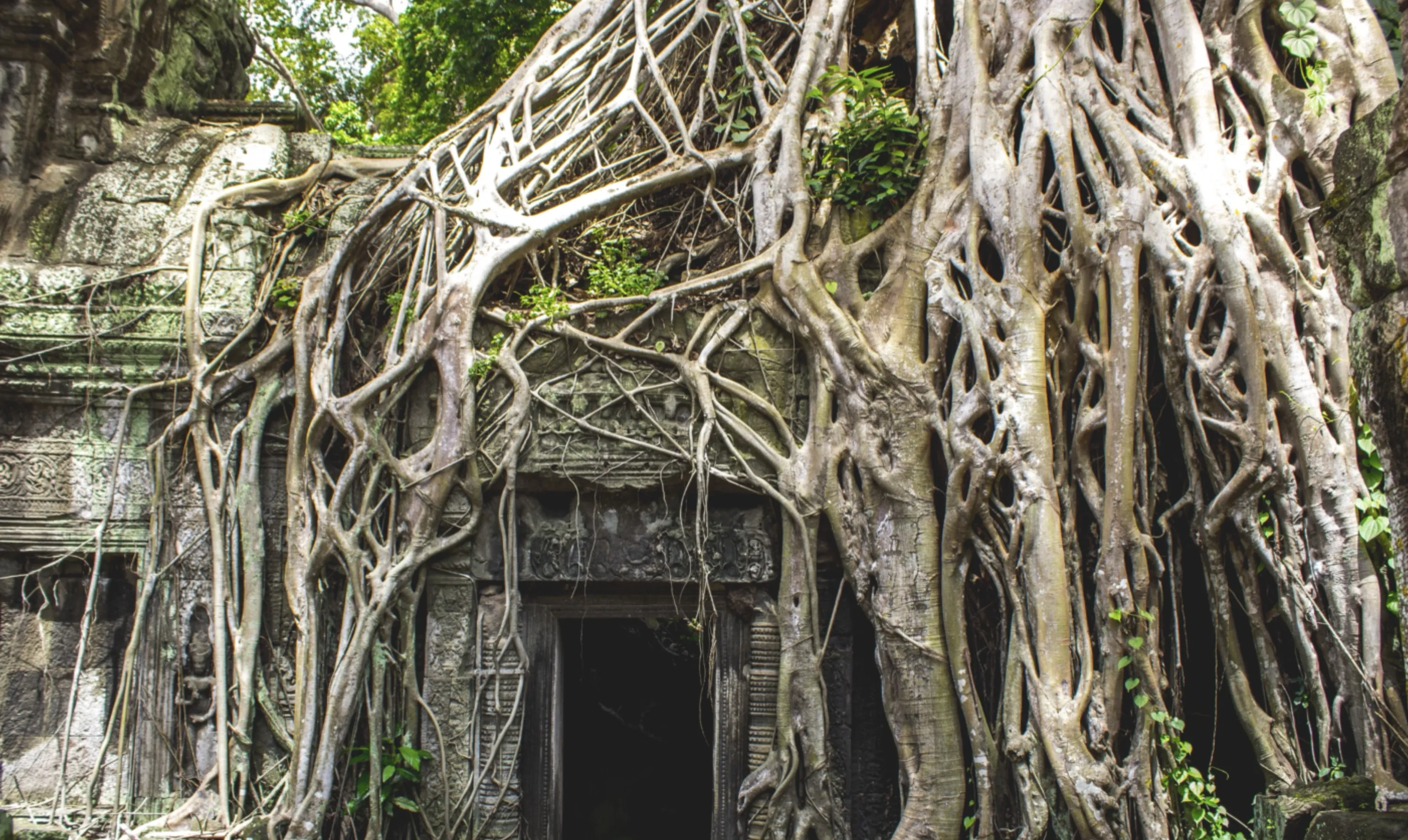 Temple Dwarfed by Tree, Angkor Wat, Cambodia
