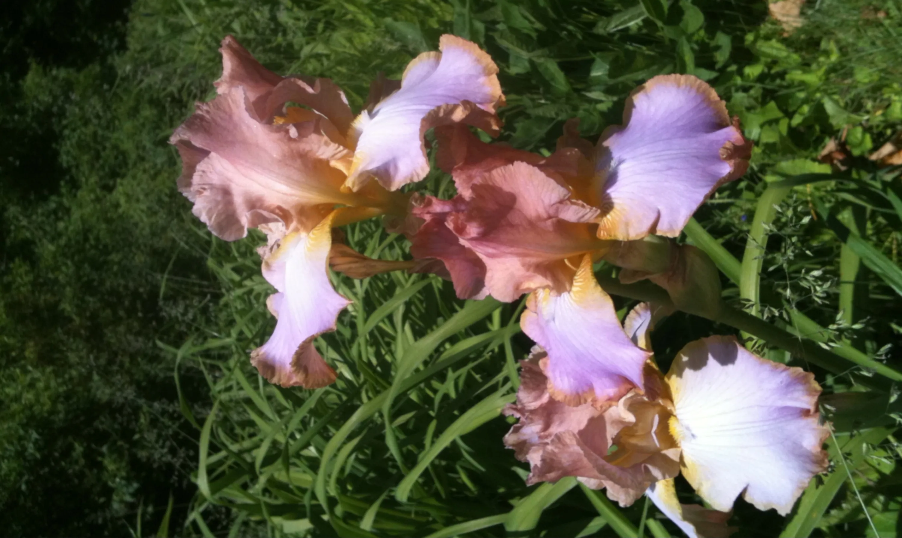 Flowers and Gardens — cover