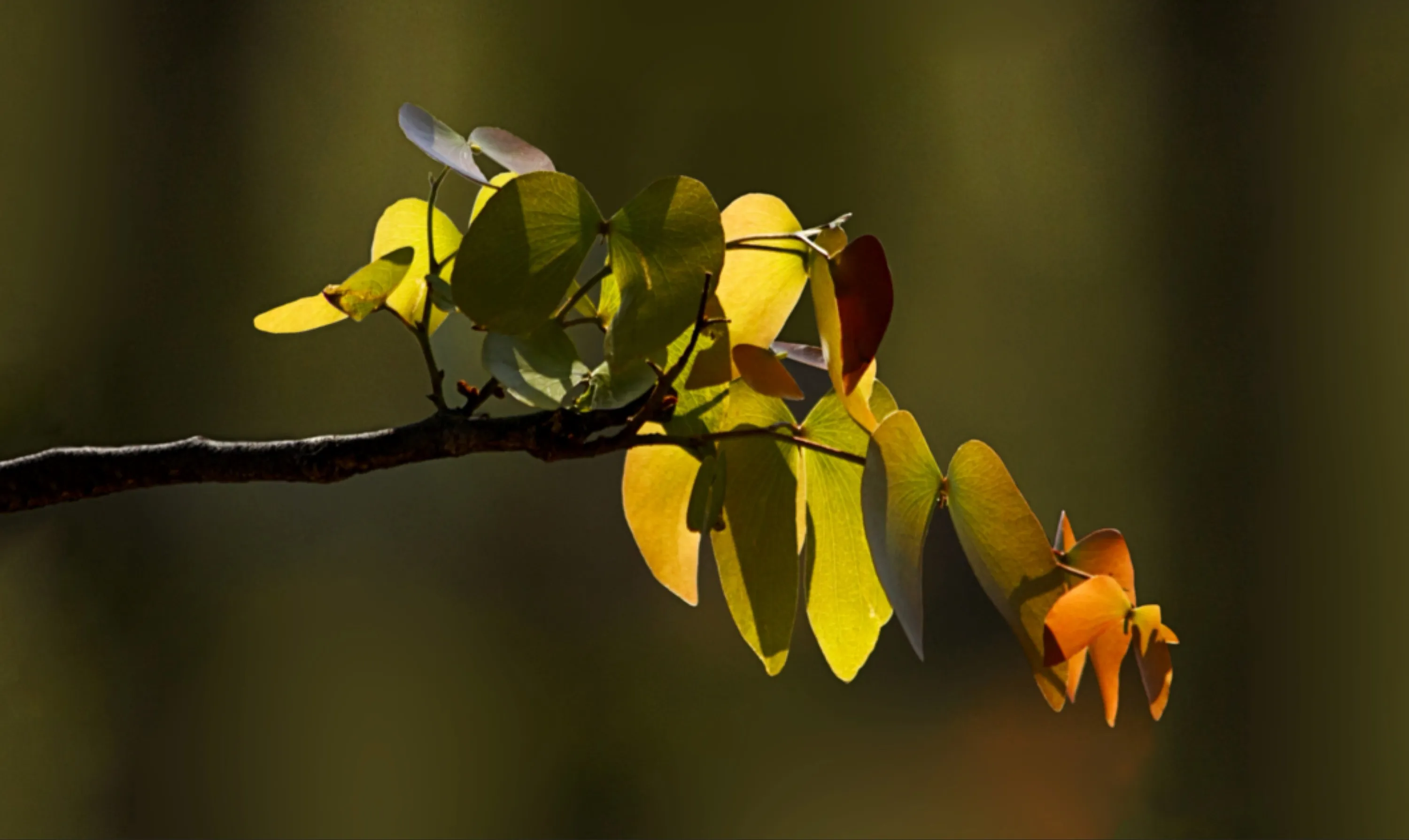 African Butterfly Tree Leaves