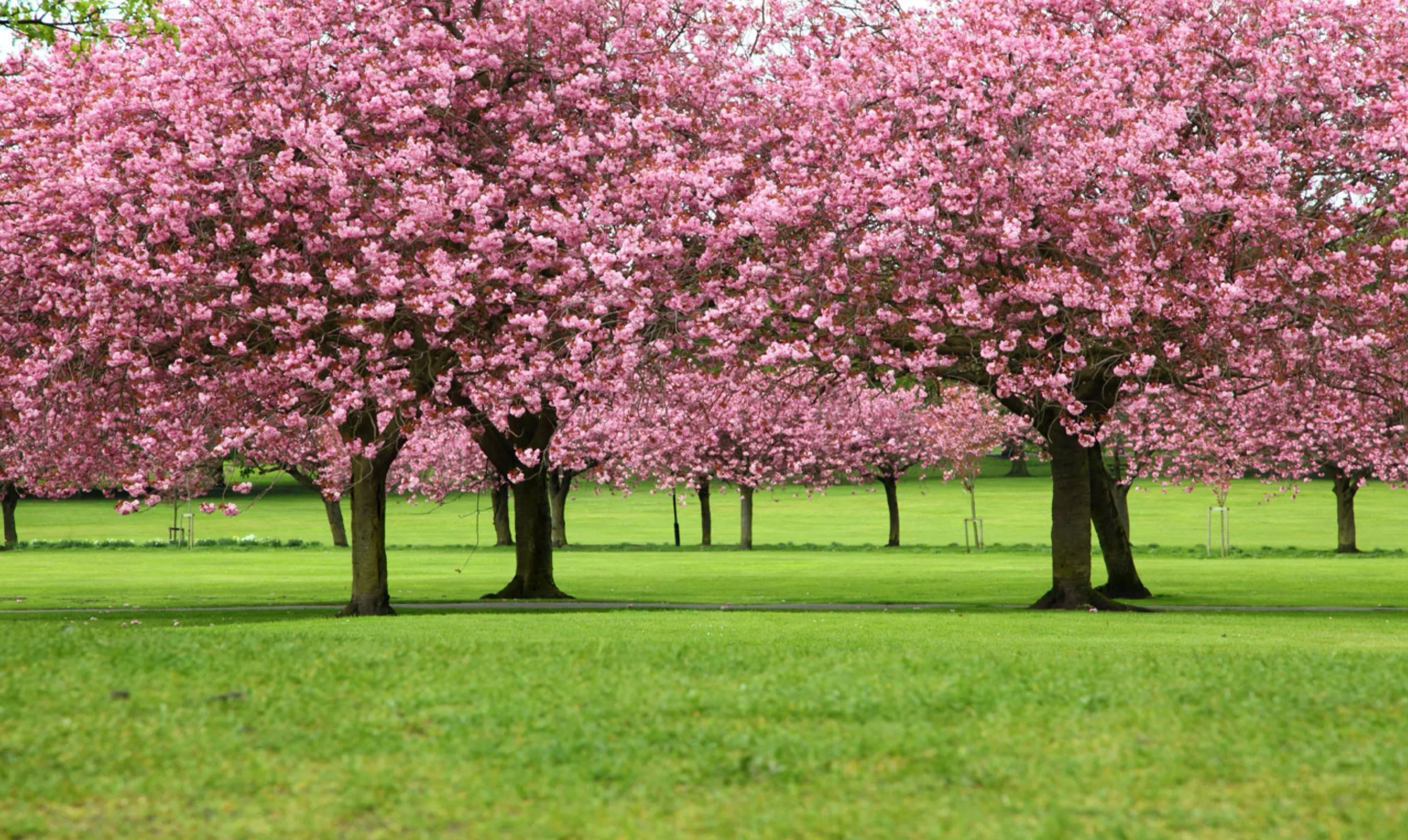 Japanese Sakura Trees