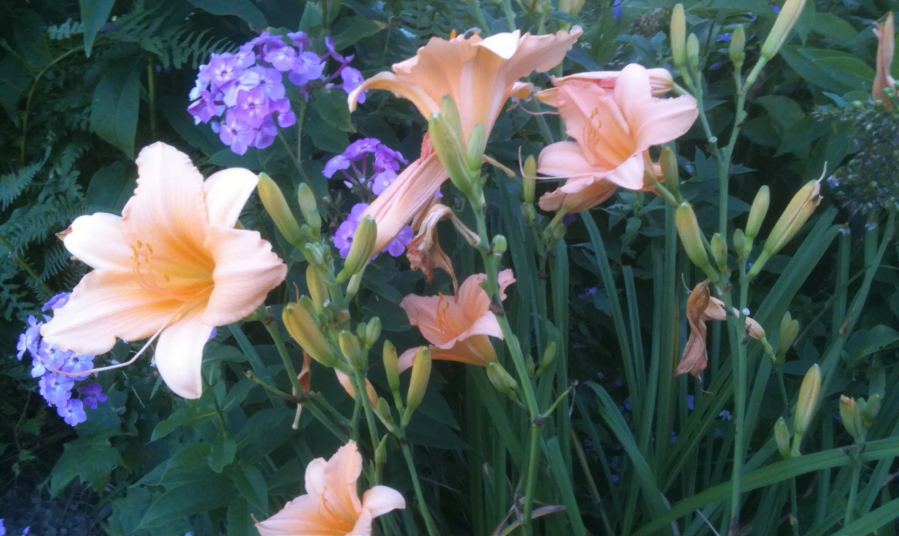 Spring Flowers