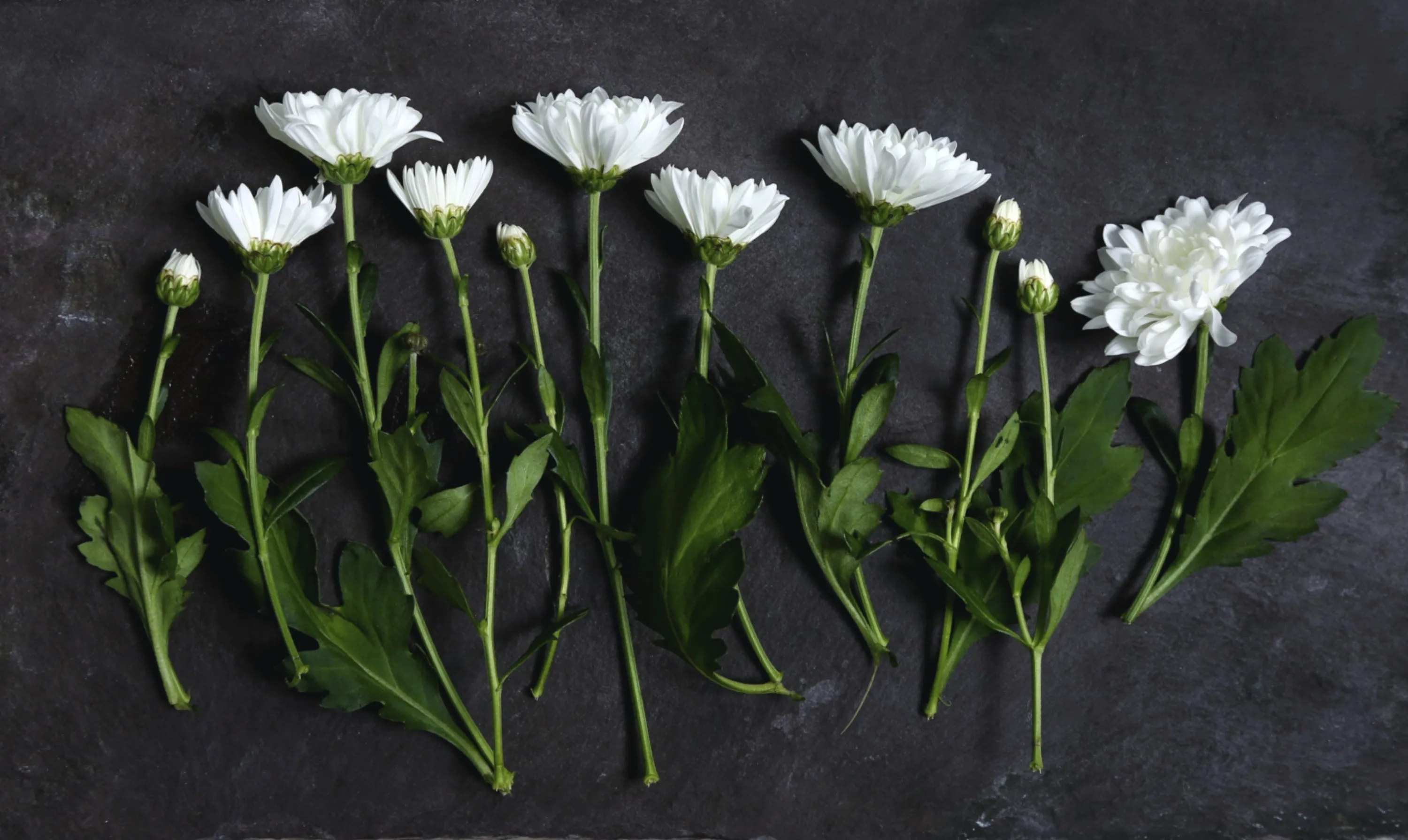 White Carnations