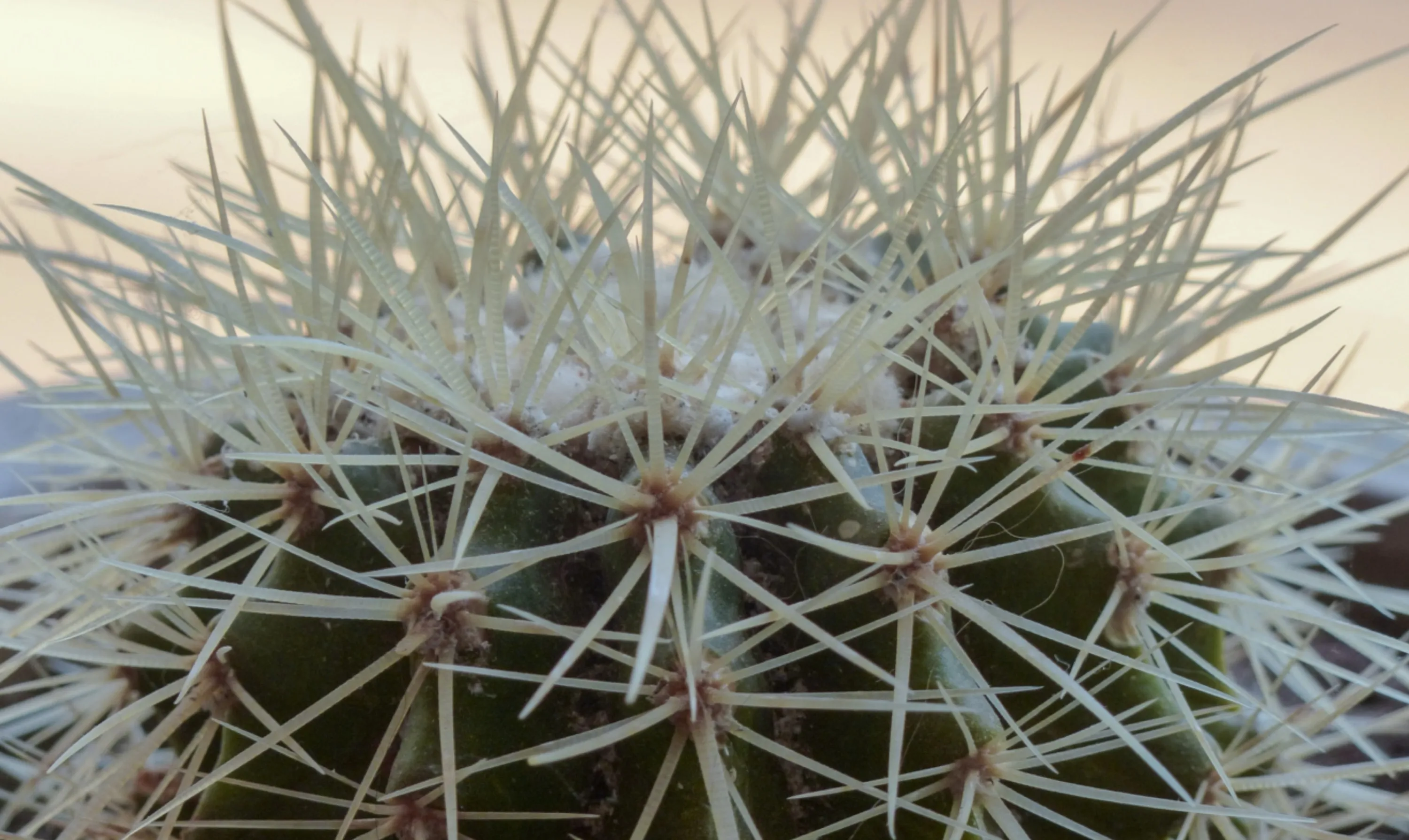 Thorny Cactus