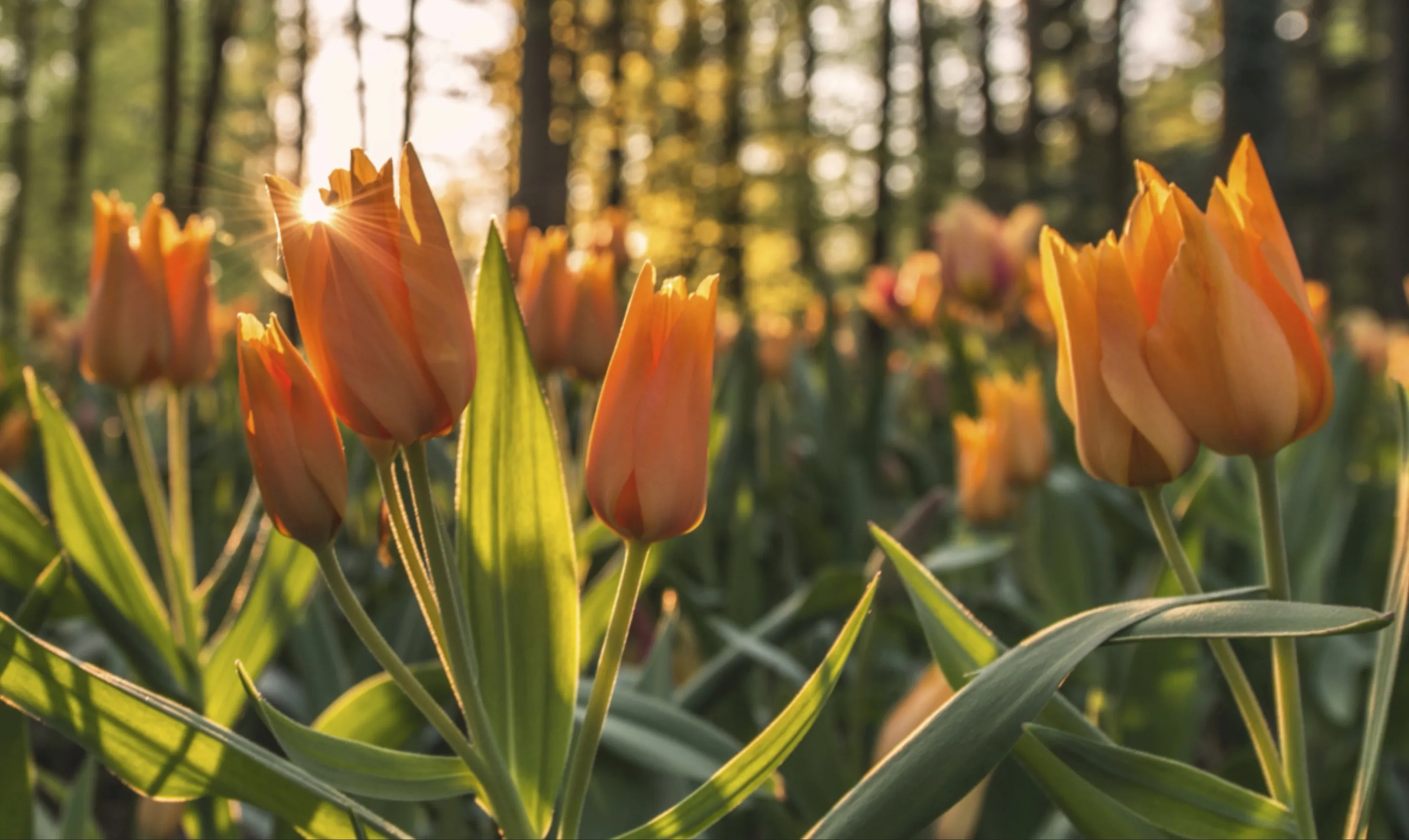 Orange Tulips