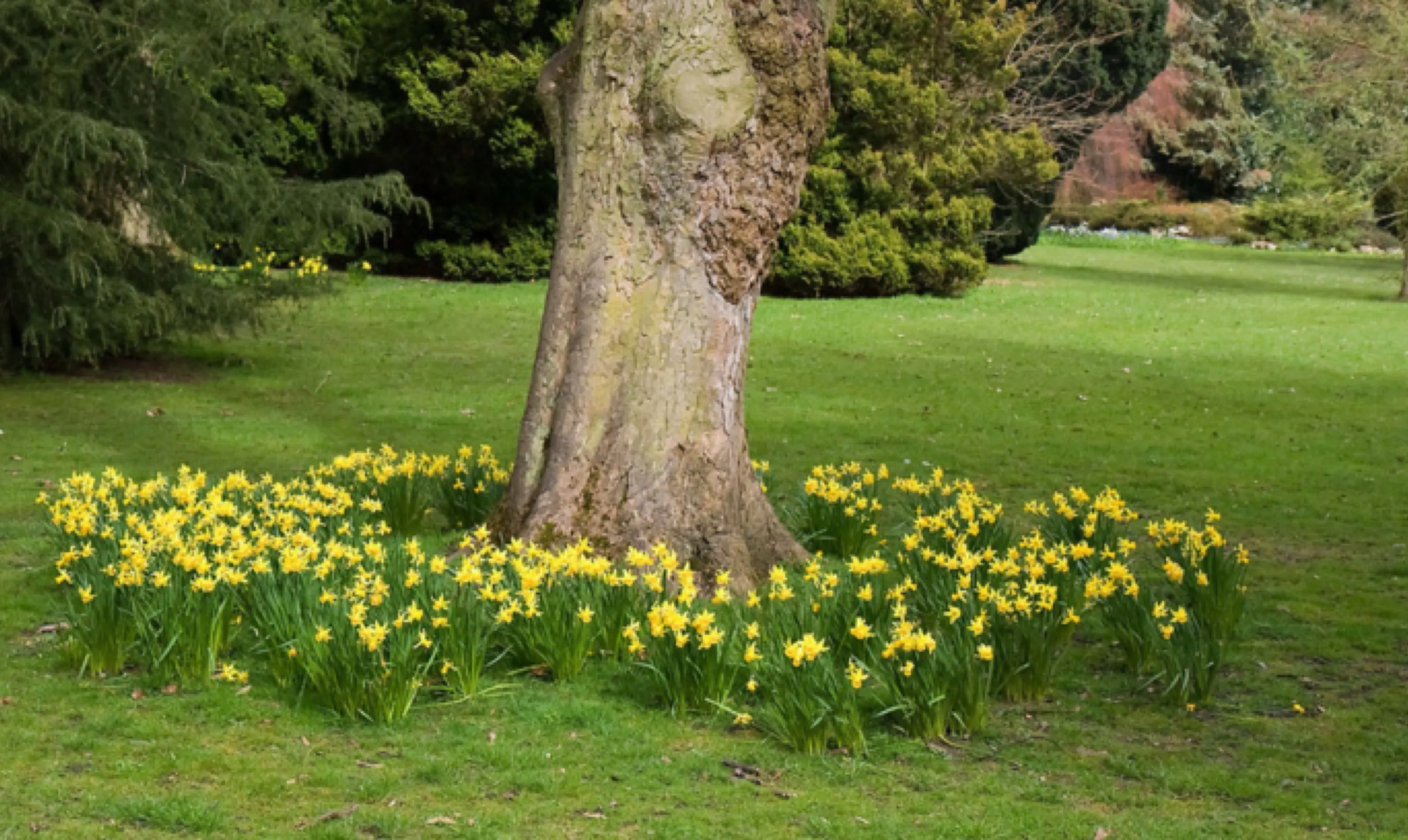 Yellow Daffodils Around Tree in Park