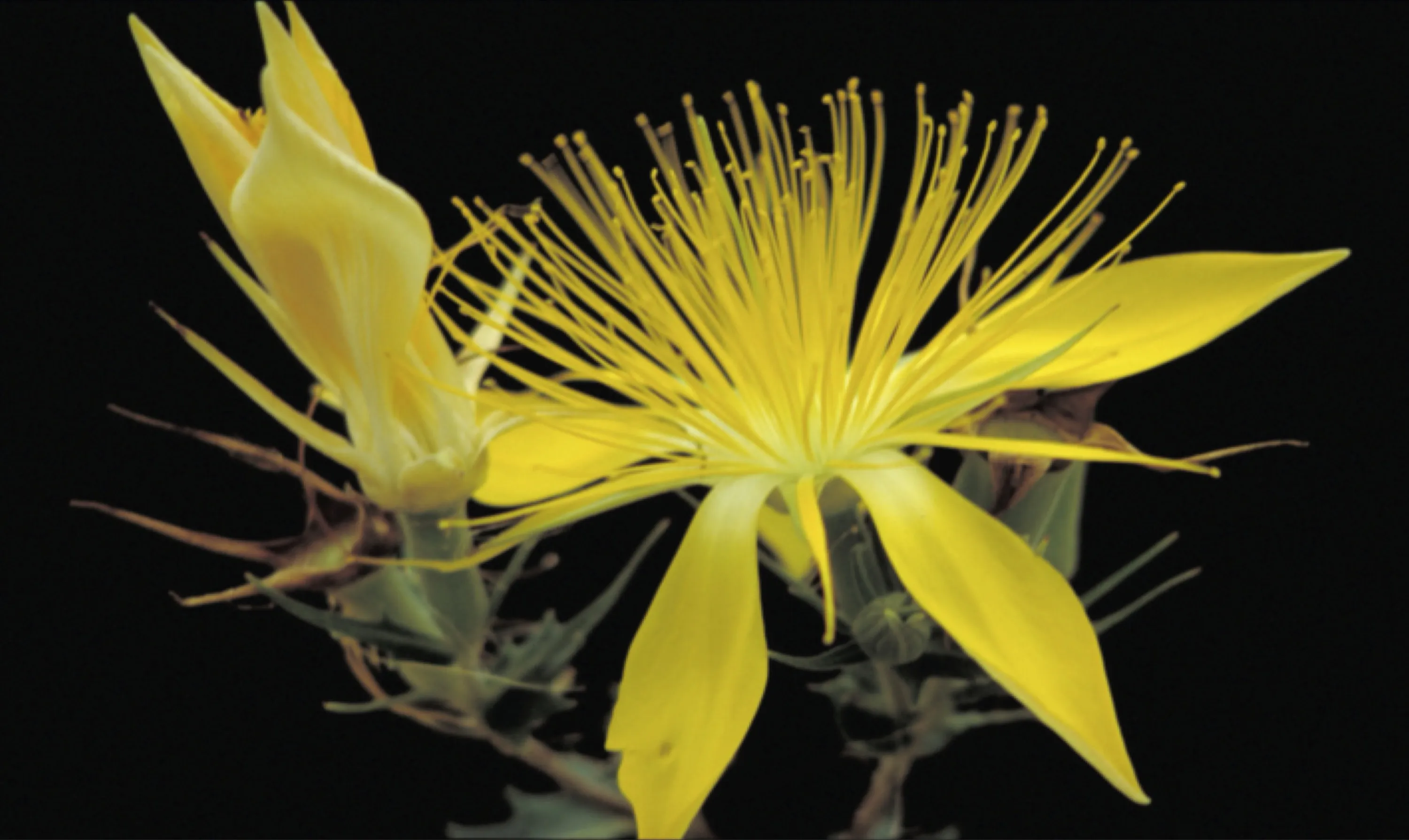 Adonis Blazingstar