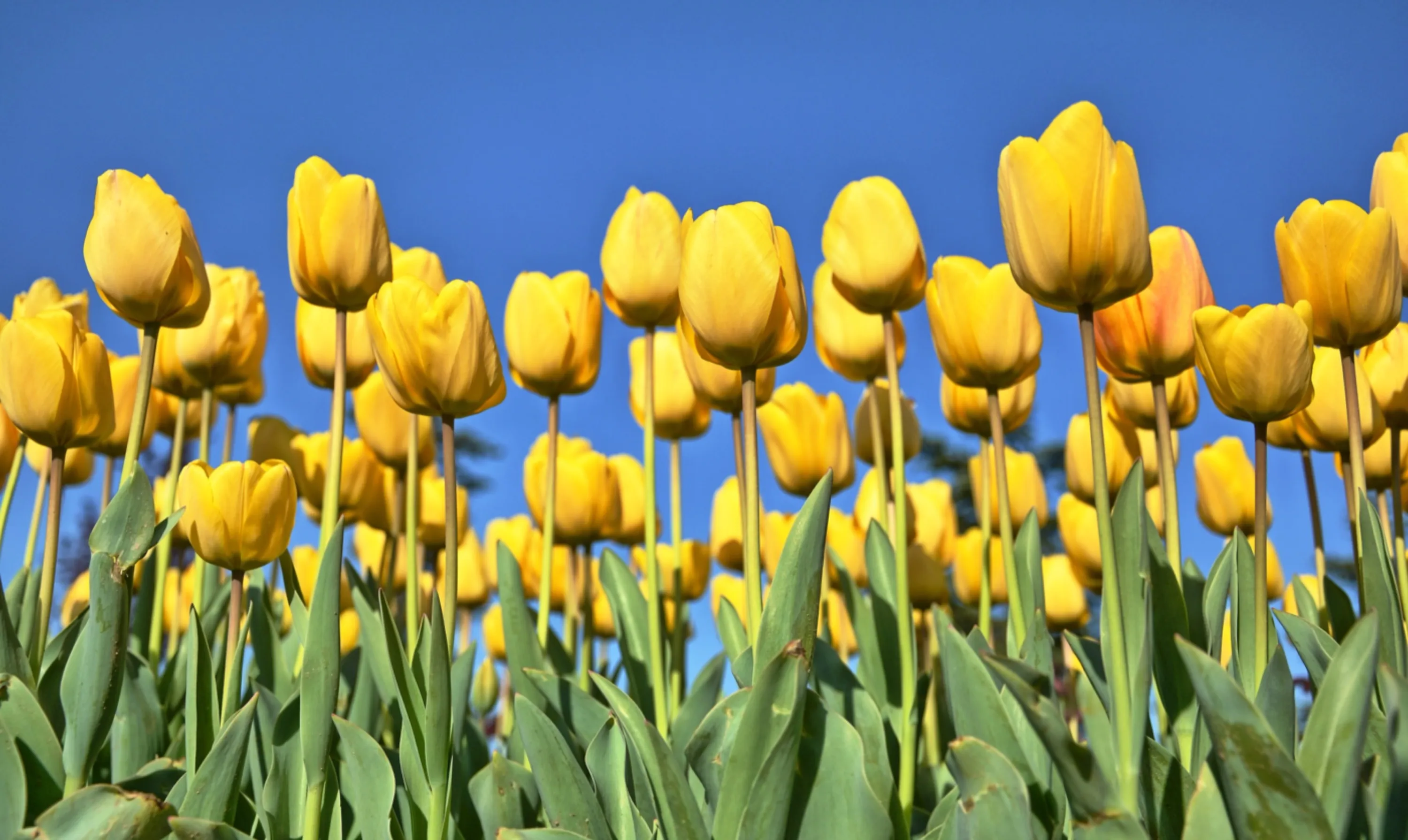 Yellow Tulips