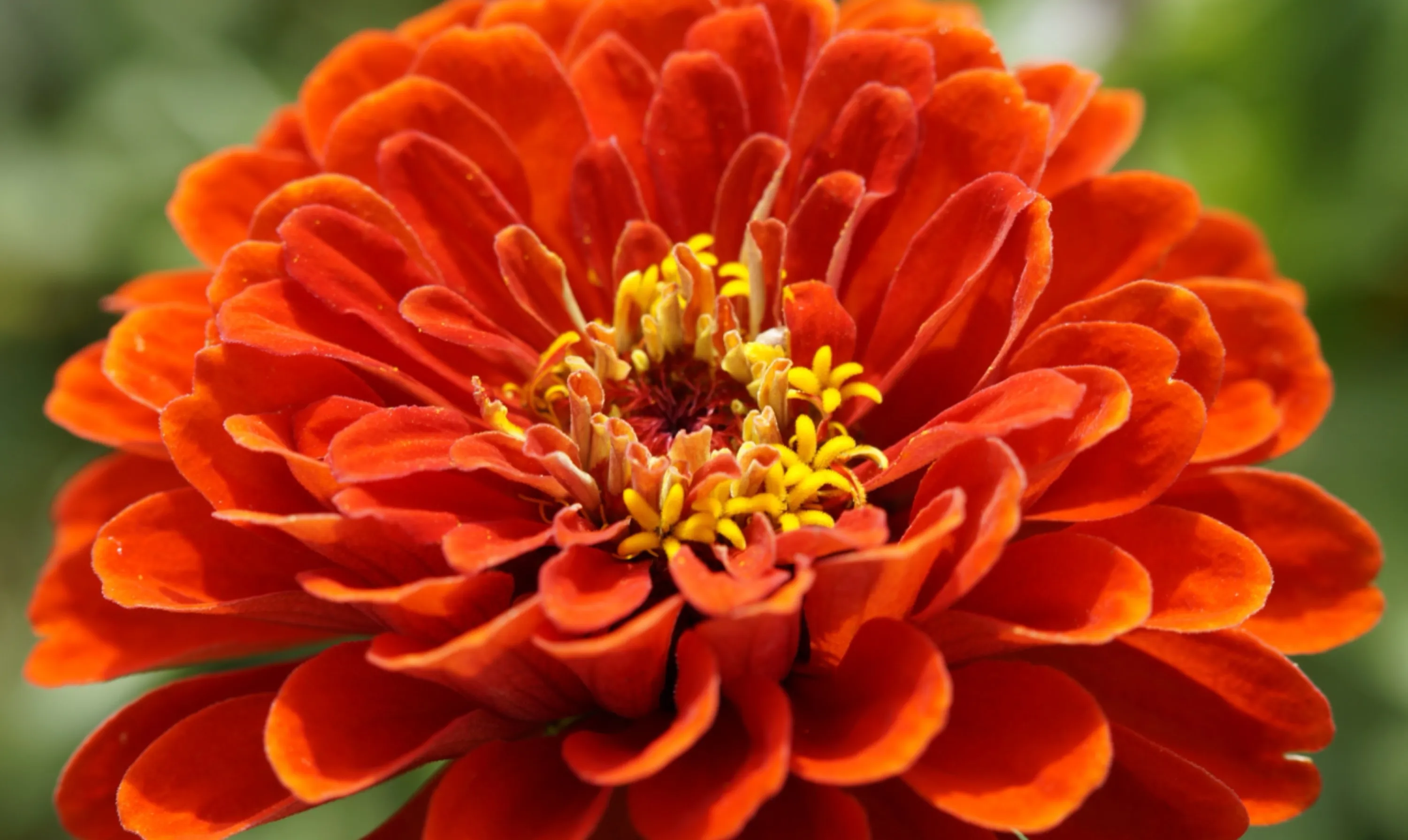 Red Zinnia