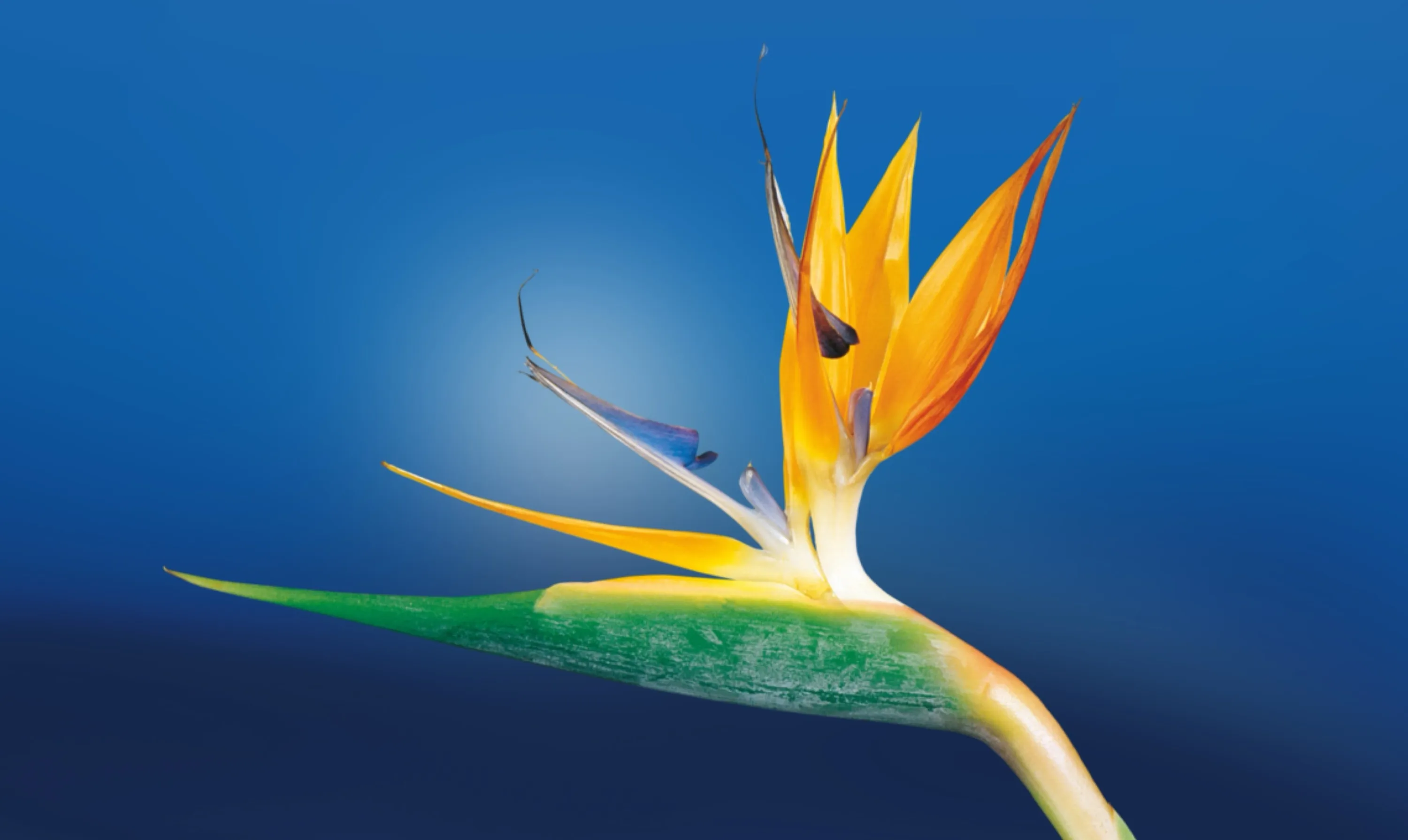 Bird of Paradise Flower (also known as “The Crane Flower”)
