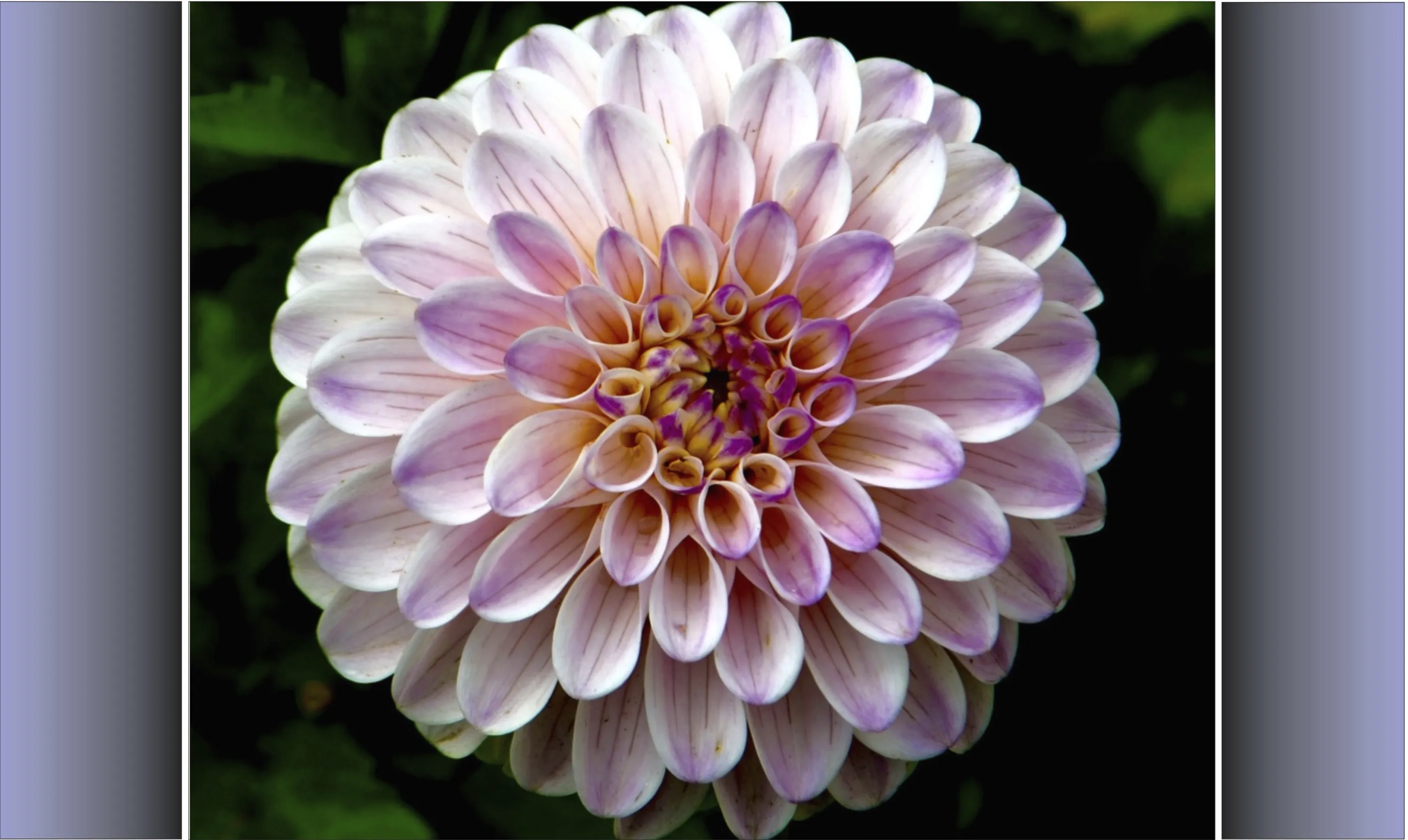 Purple and White Dahlia
