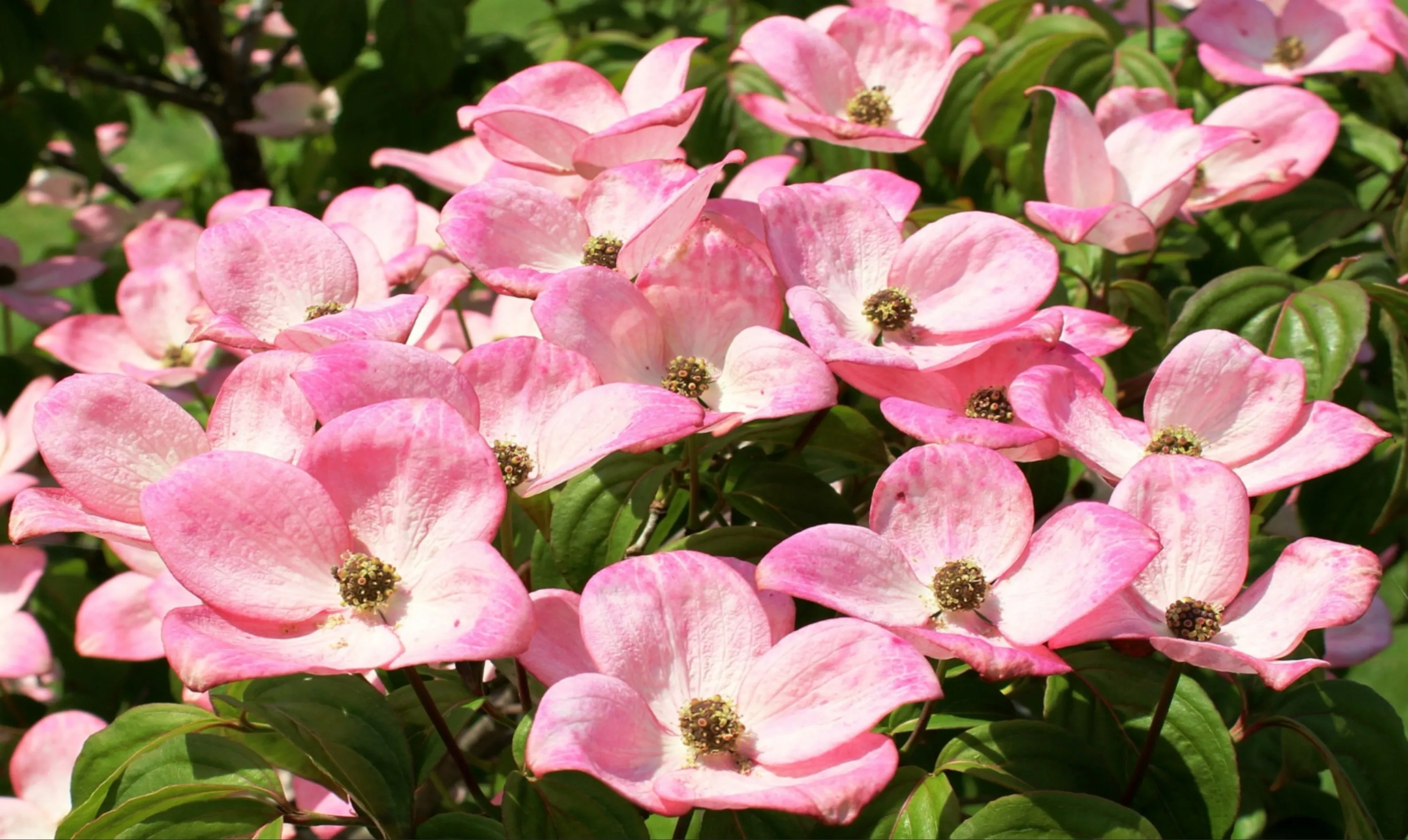 Dogwood Blossoms
