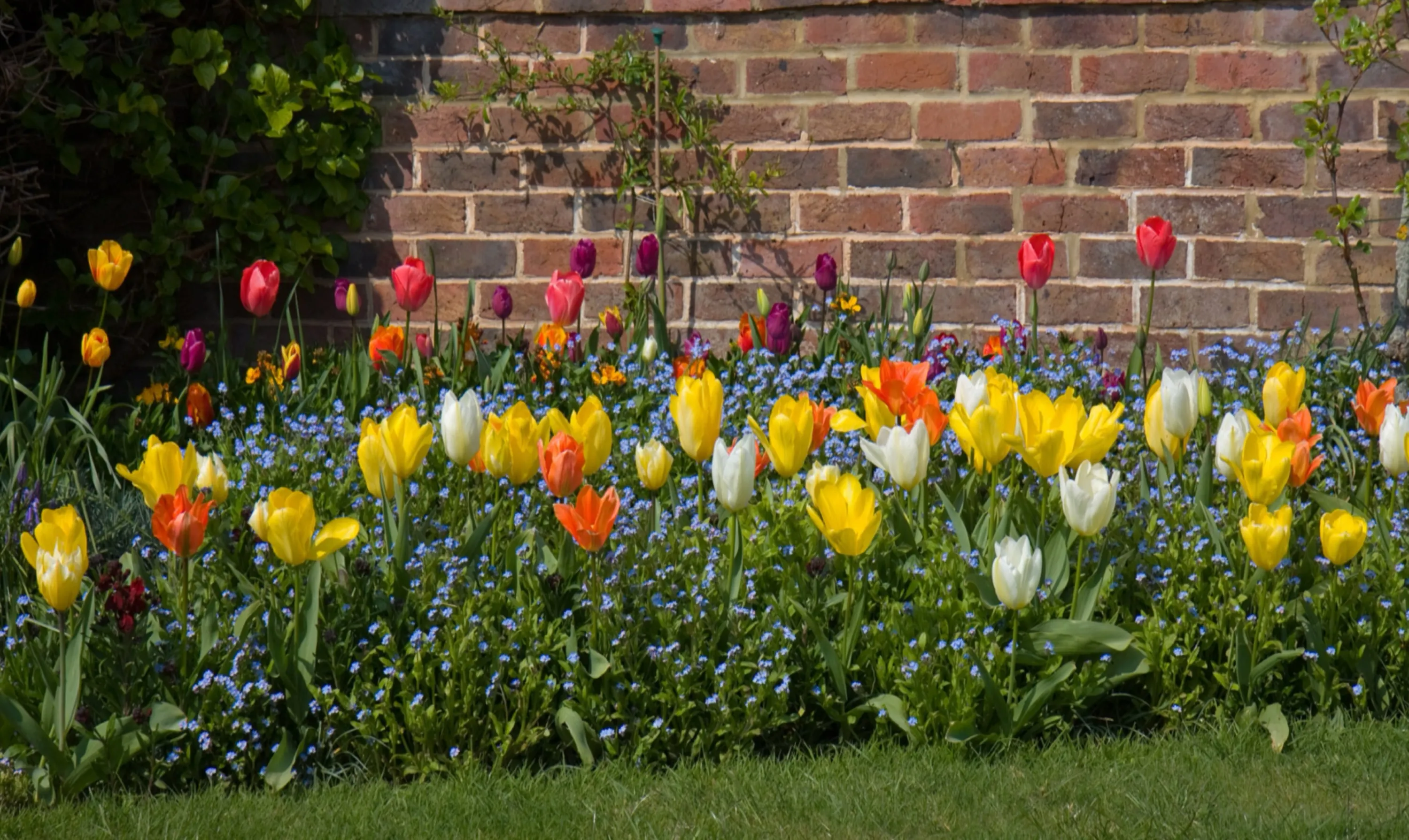 Multi-Colored Tulips