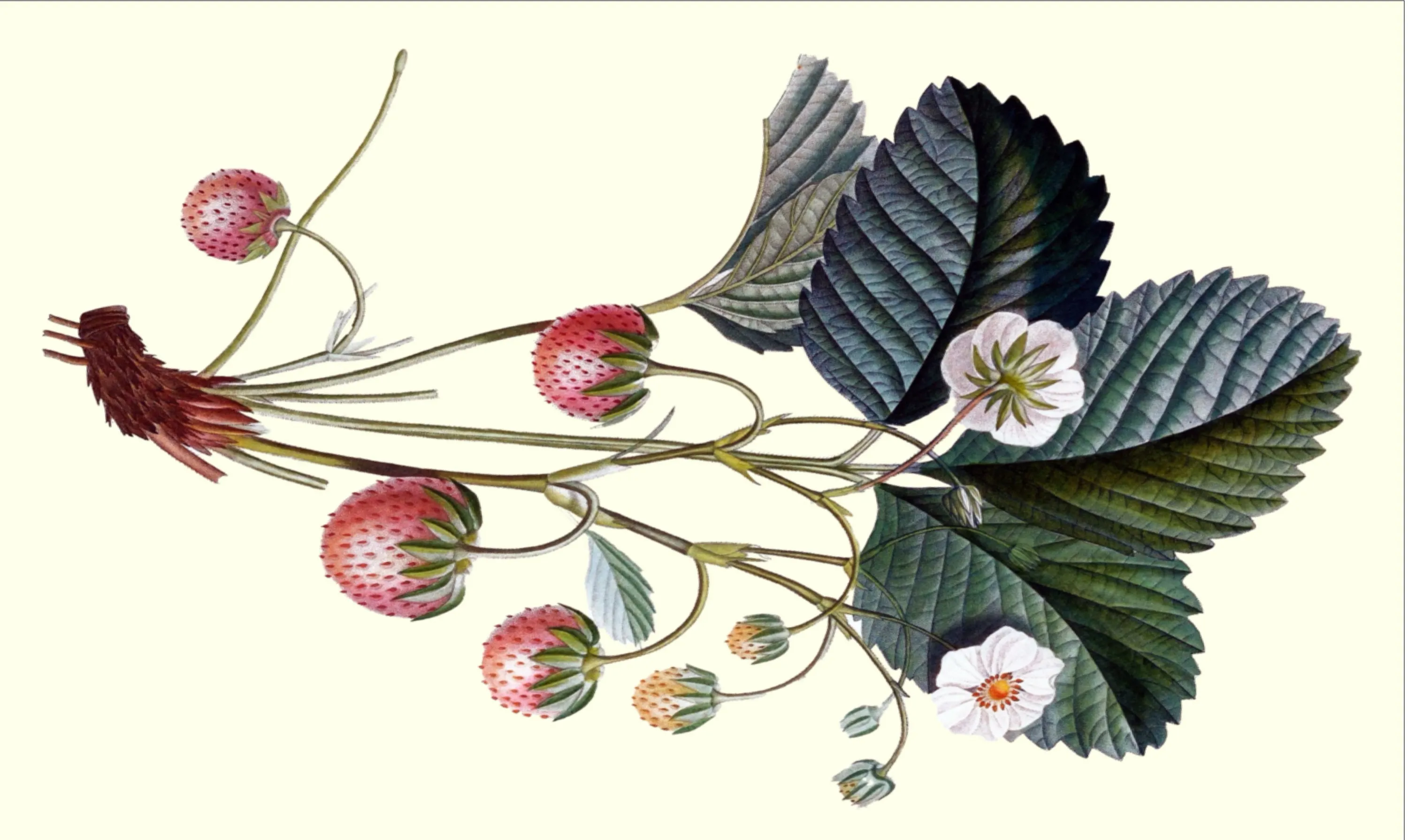 Strawberry Plant