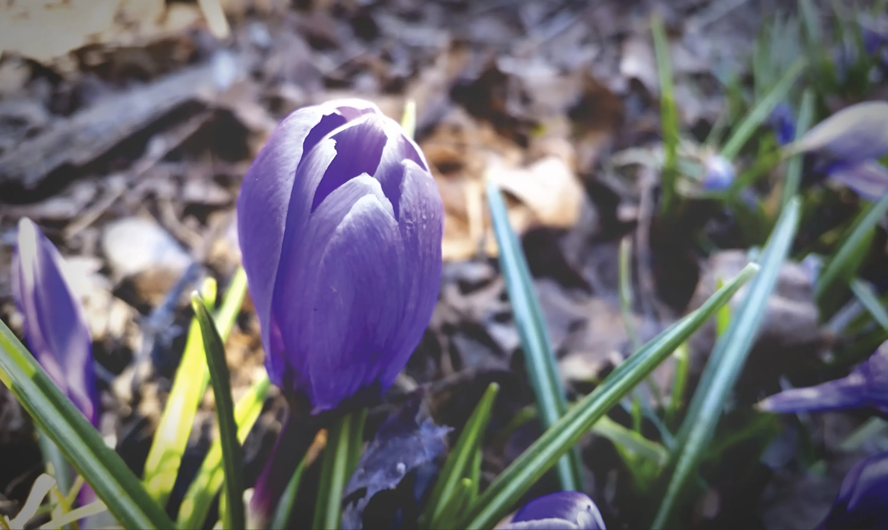Early Spring Crocus