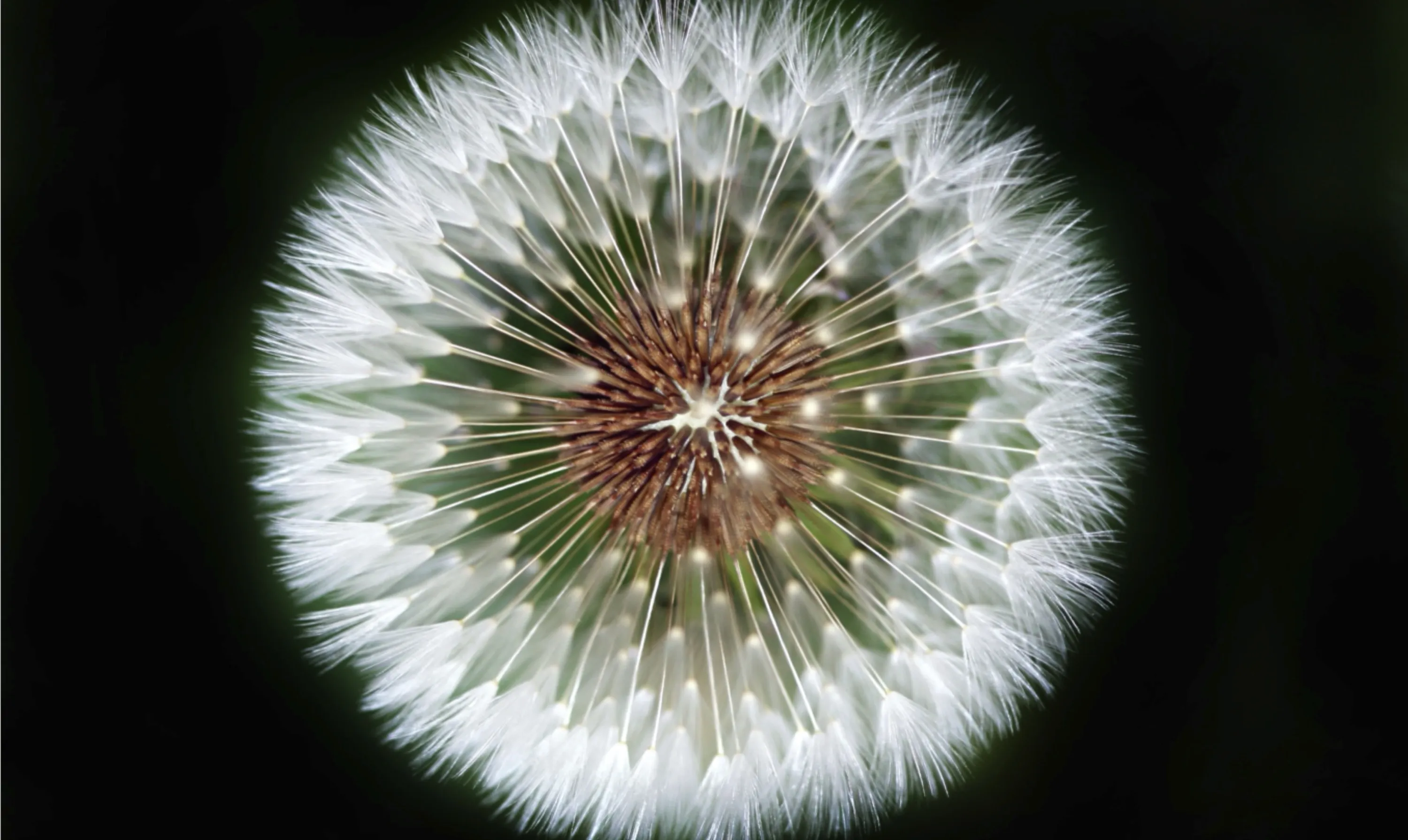 Dandelion Puff Ball (Taraxacum Officinale)
