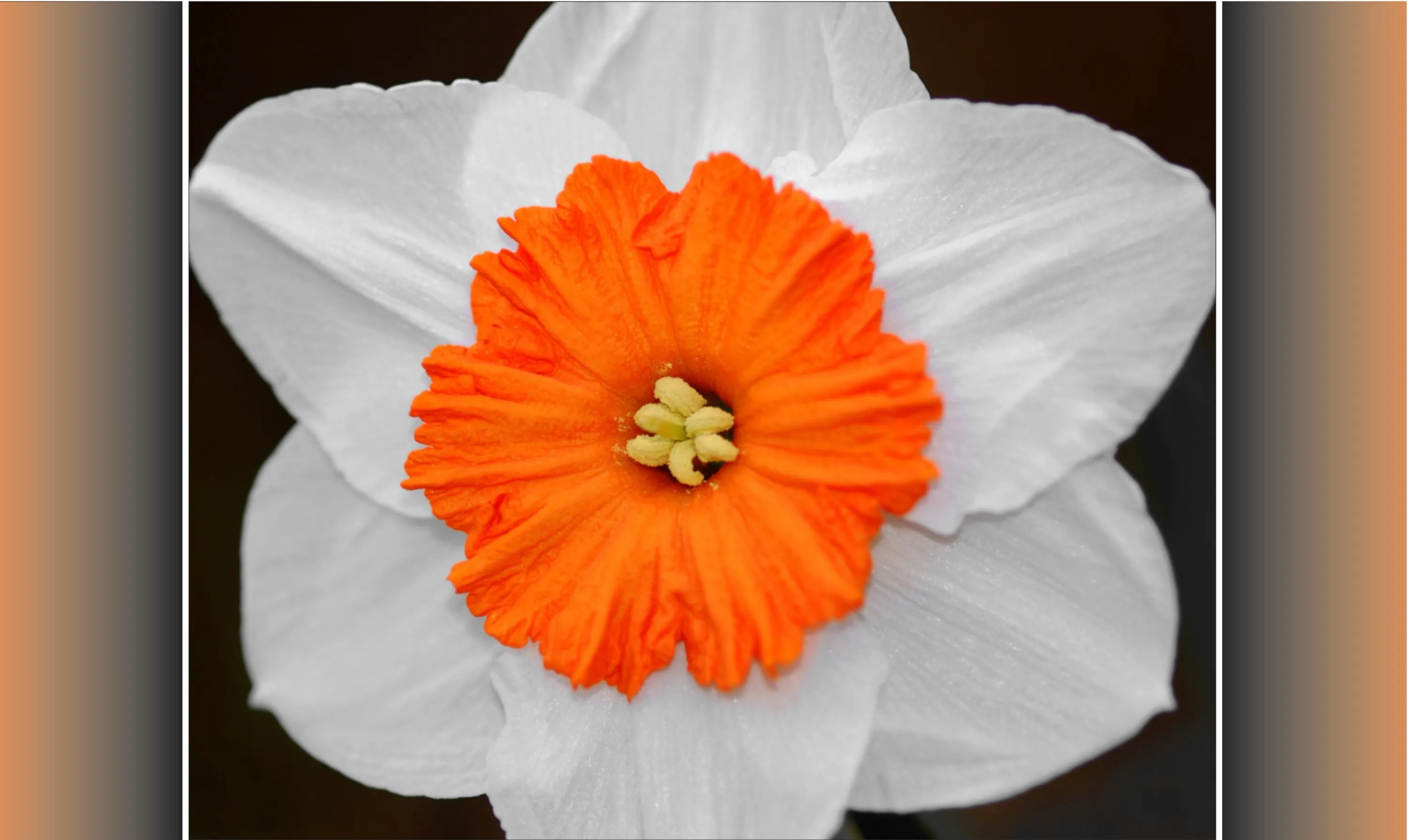 White and Orange Daffodil
