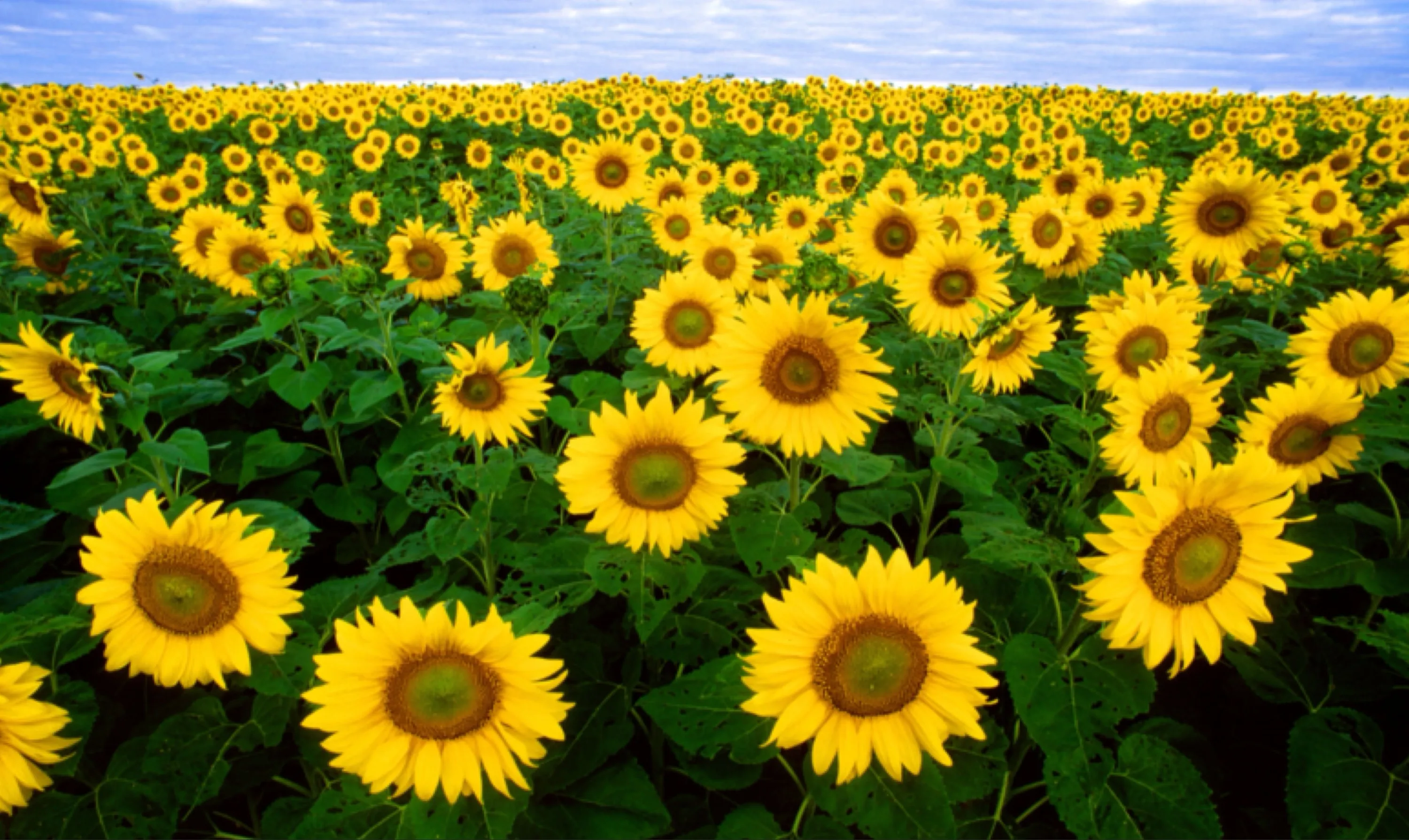 Field of Sunflowers