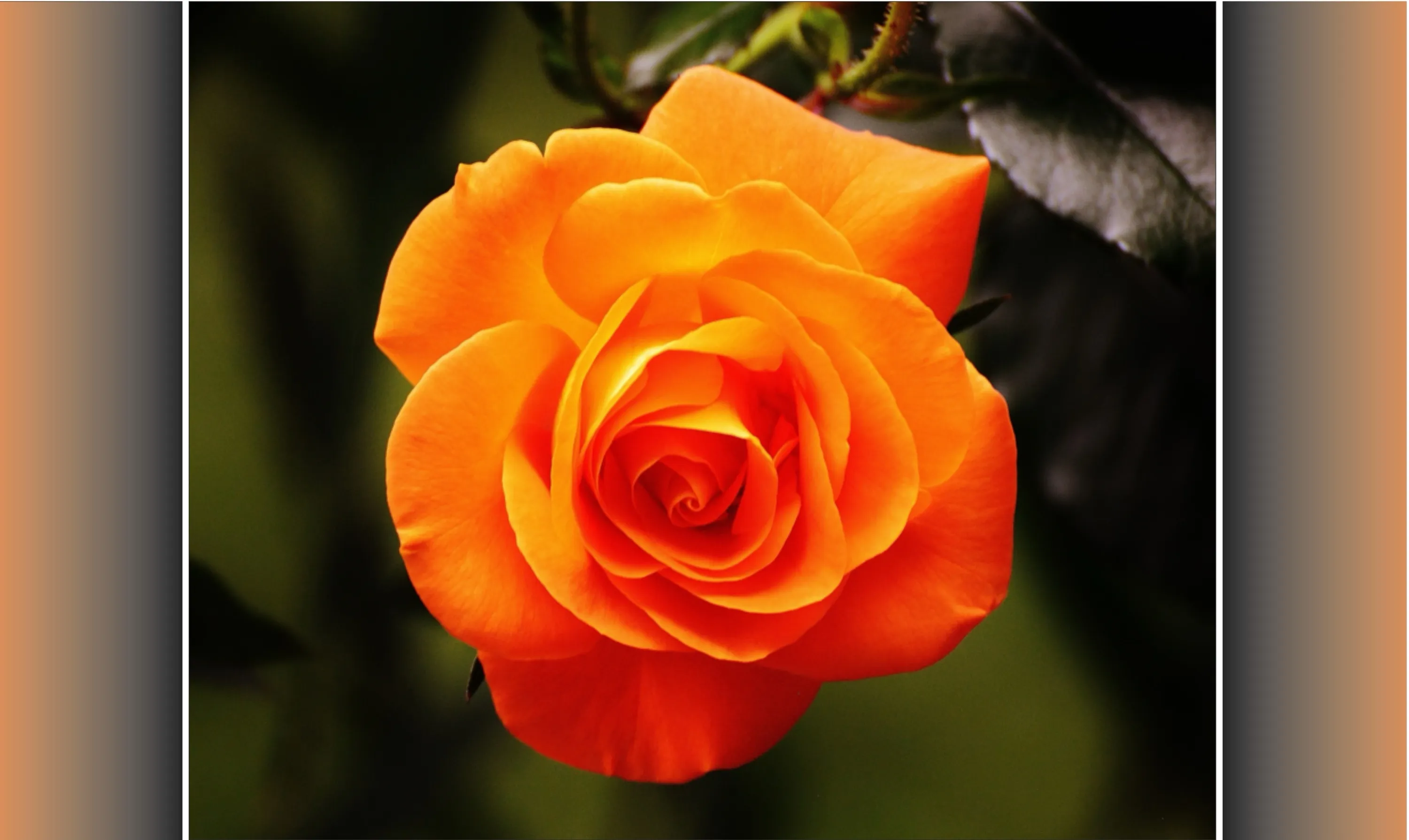 Orange Rose