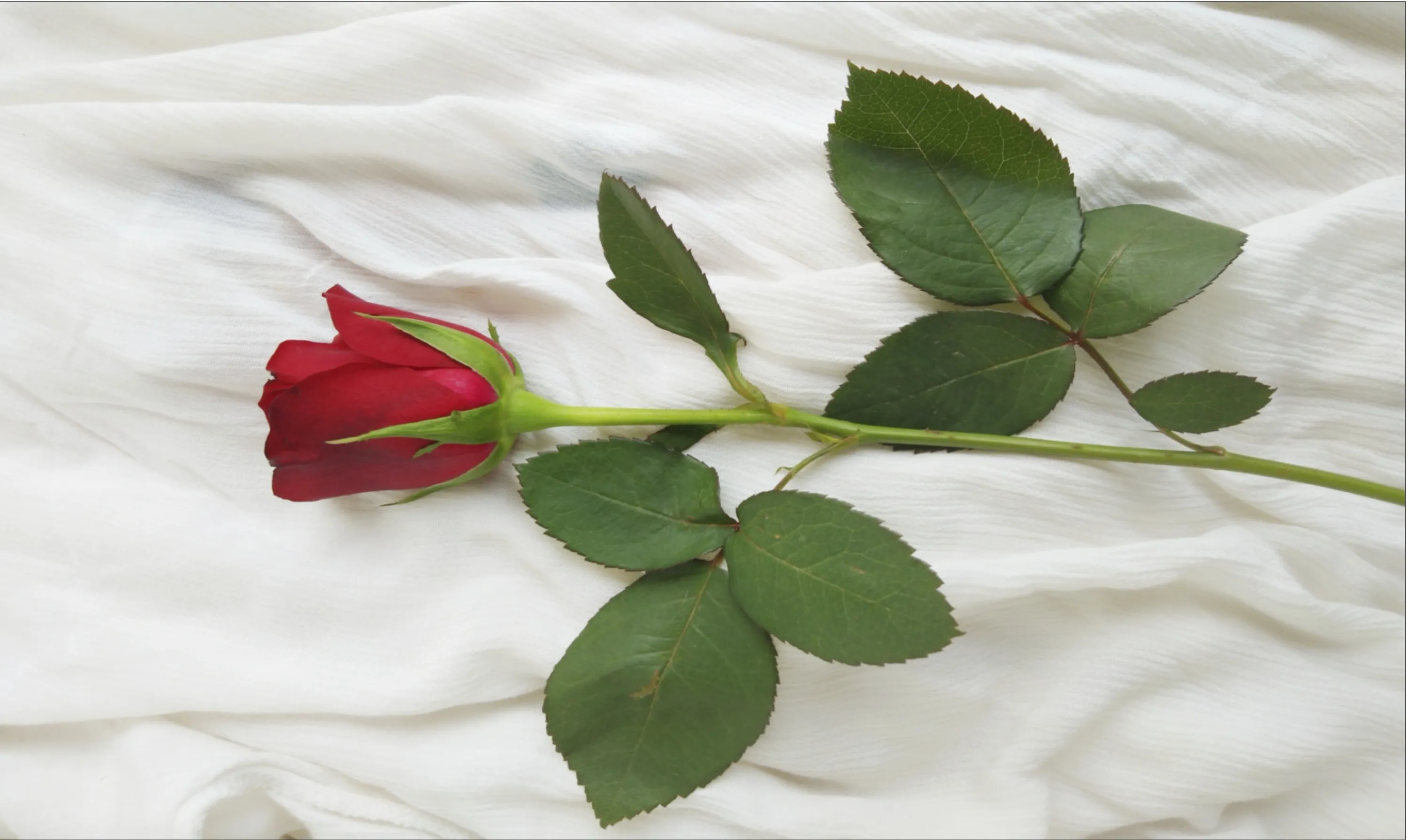 Red Rose