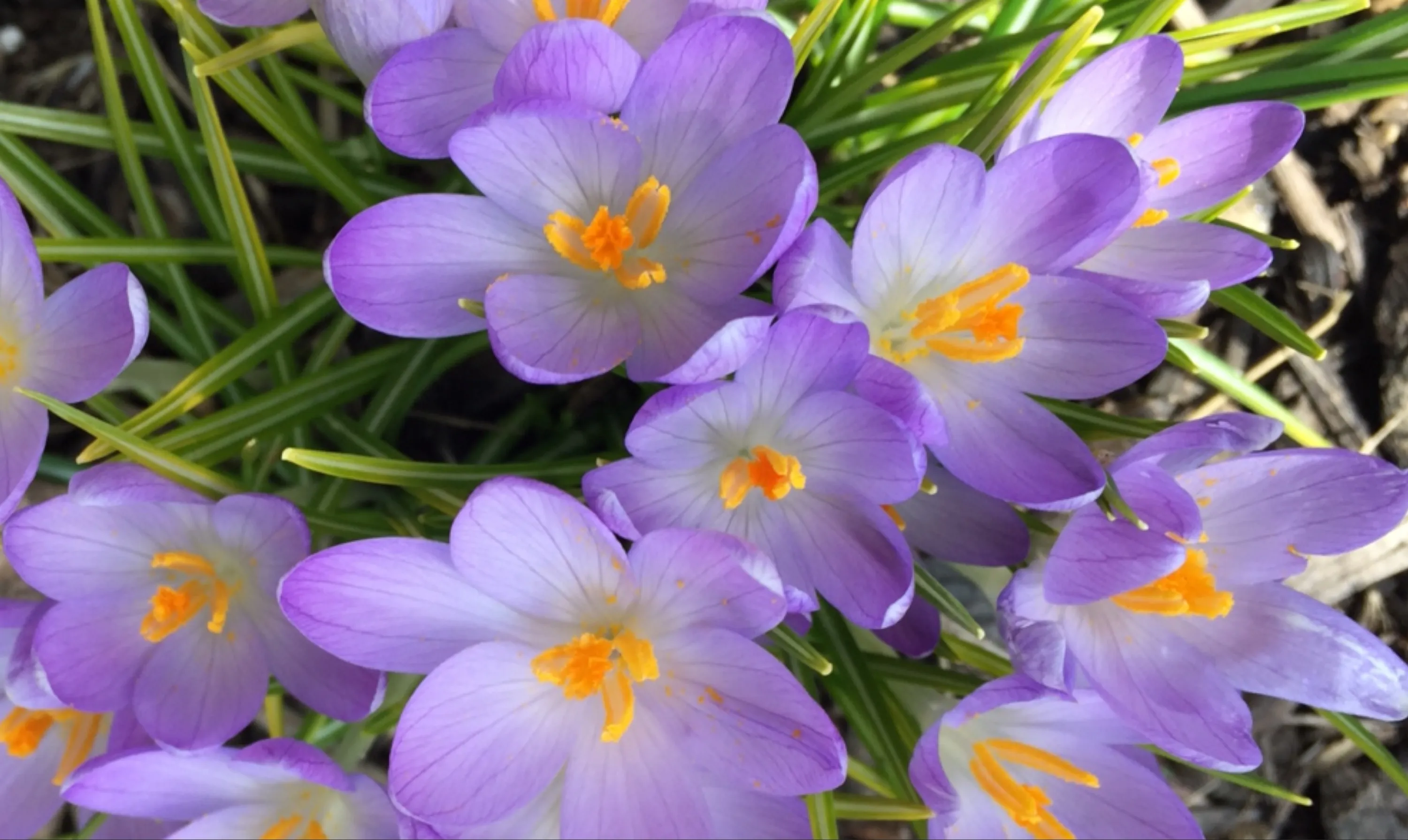 Blossoming Spring Crocuses