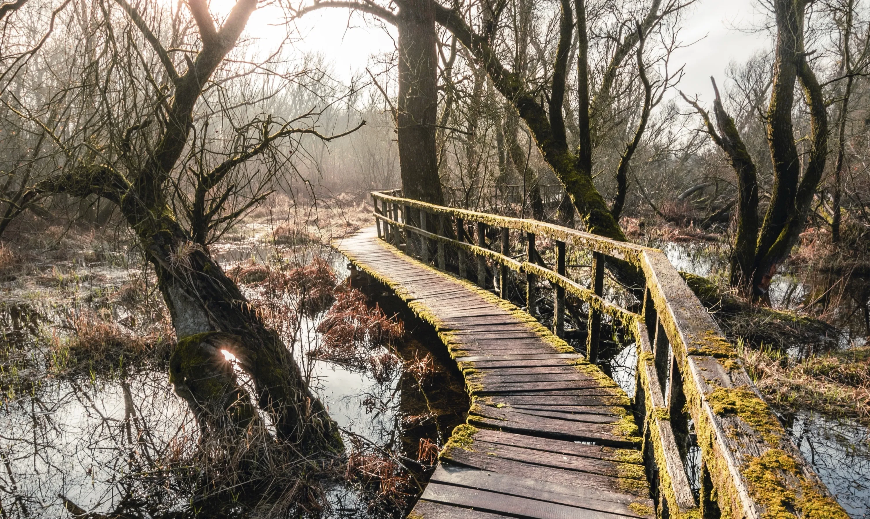 Pedestrian Bridge Through Swamp
