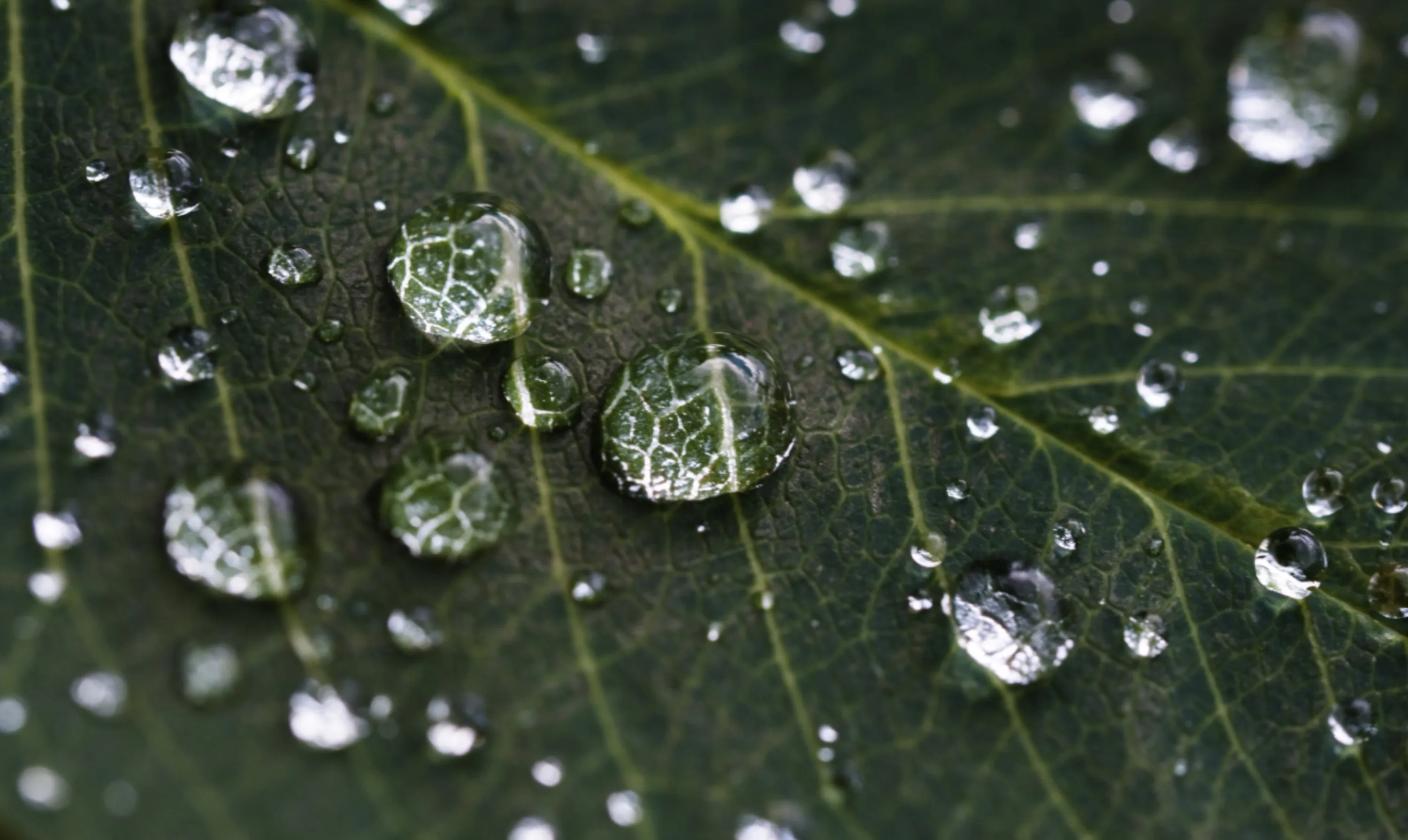 Raindrops on Leaf