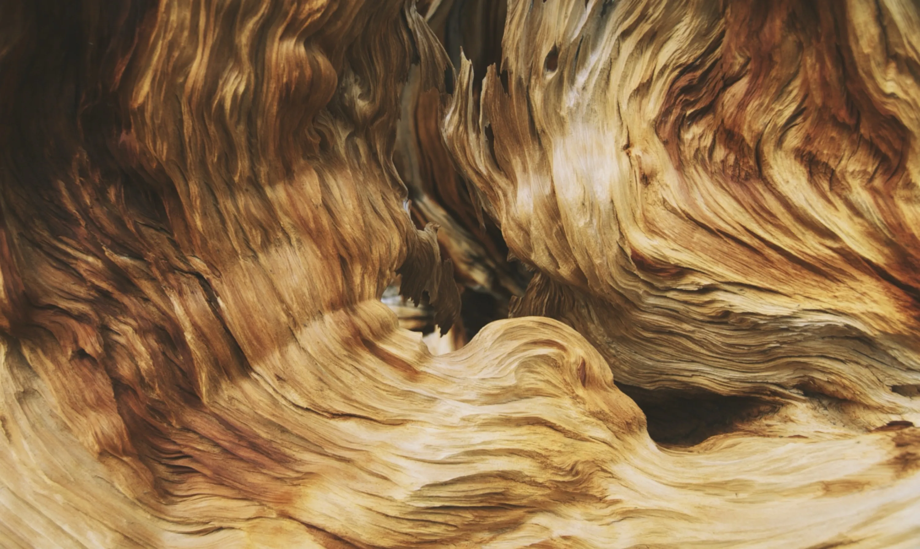 Twisted Wood Grain
