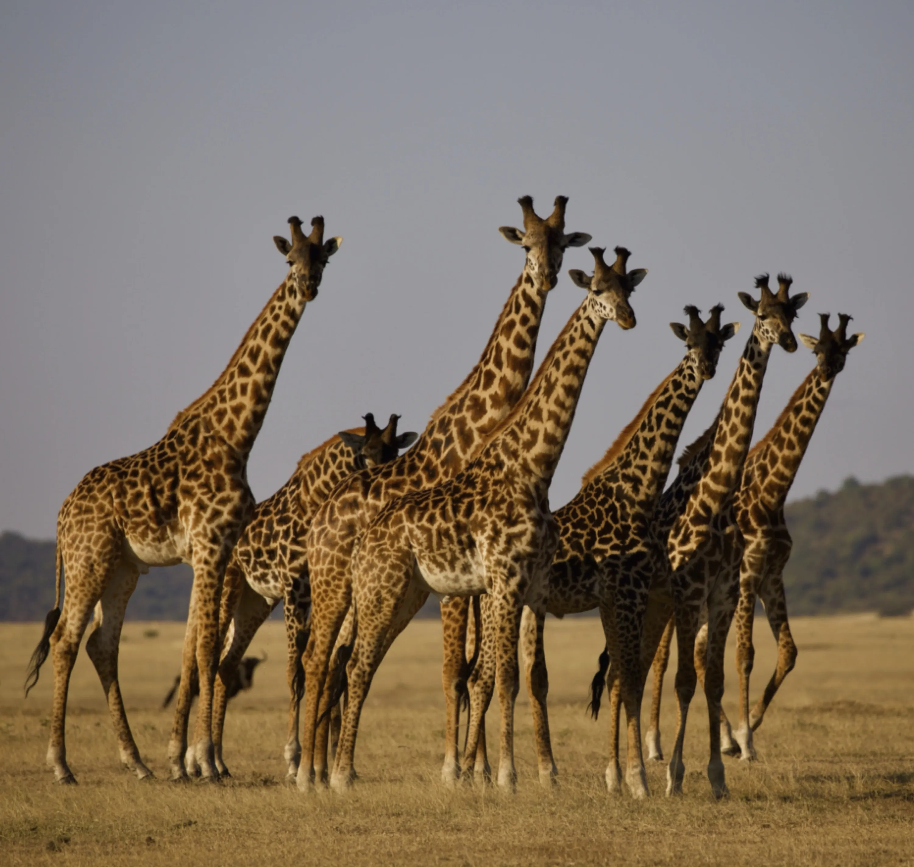 Giraffes in Serengeti National Park, Tanzania